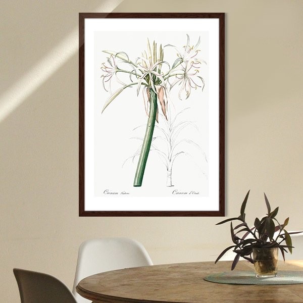 Hymenocallis Bitkisi 1 Çerçeve ve Poster - MT1107