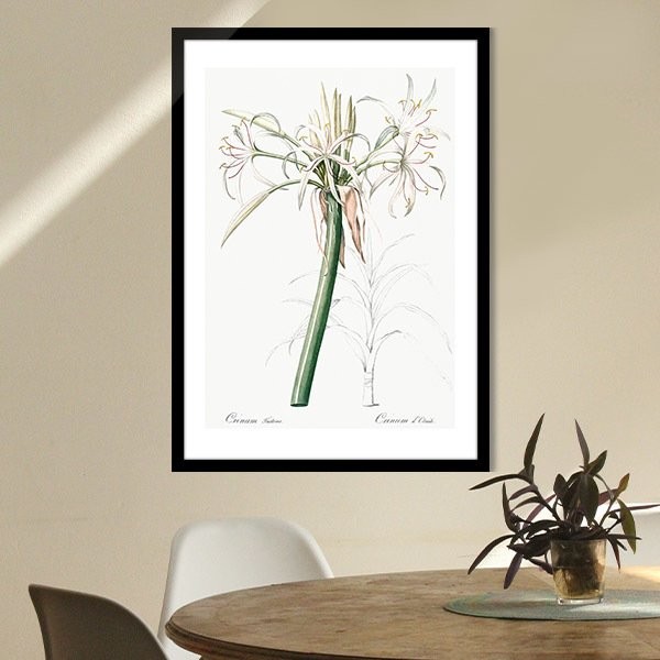 Hymenocallis Bitkisi 1 Çerçeve ve Poster - MT1107