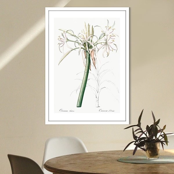 Hymenocallis Bitkisi 1 Çerçeve ve Poster - MT1107