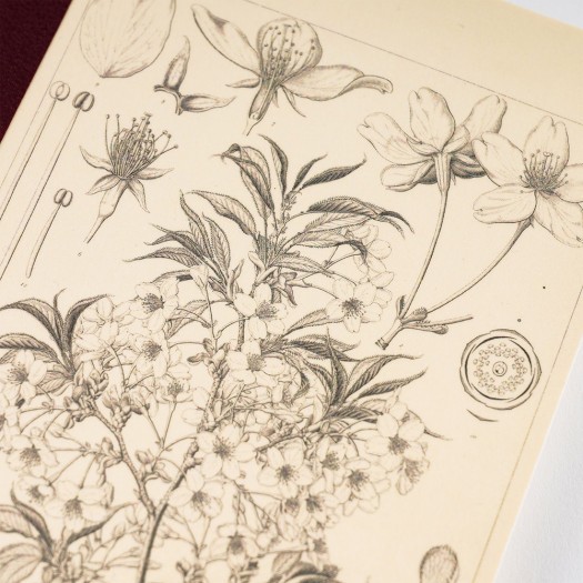 Hobonichi Yamazakura A5 Kareli Defter