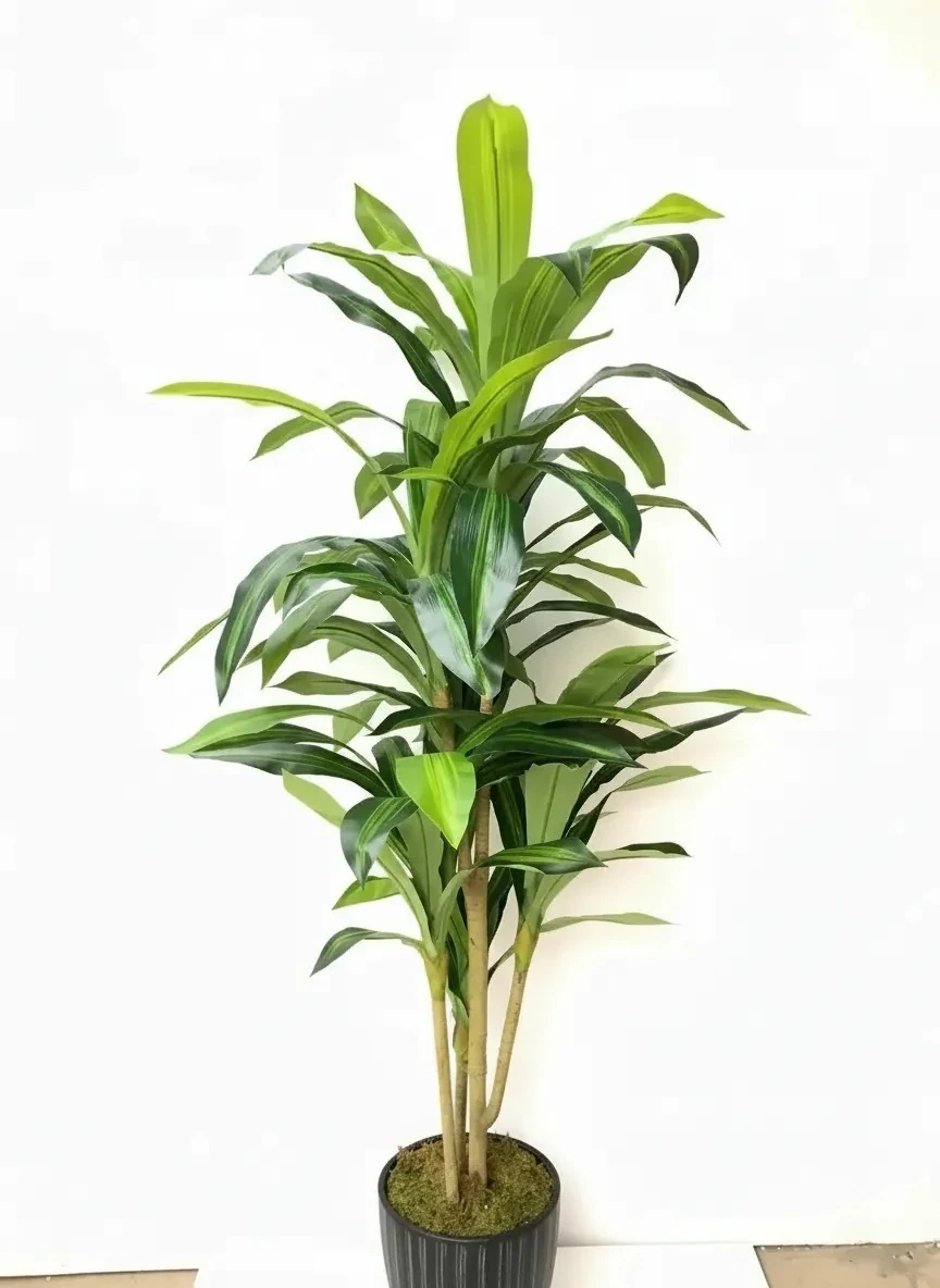 Yapay Drecana Ağacı Antrat Fiber Saksıda 180Cm 75 Yaparakl