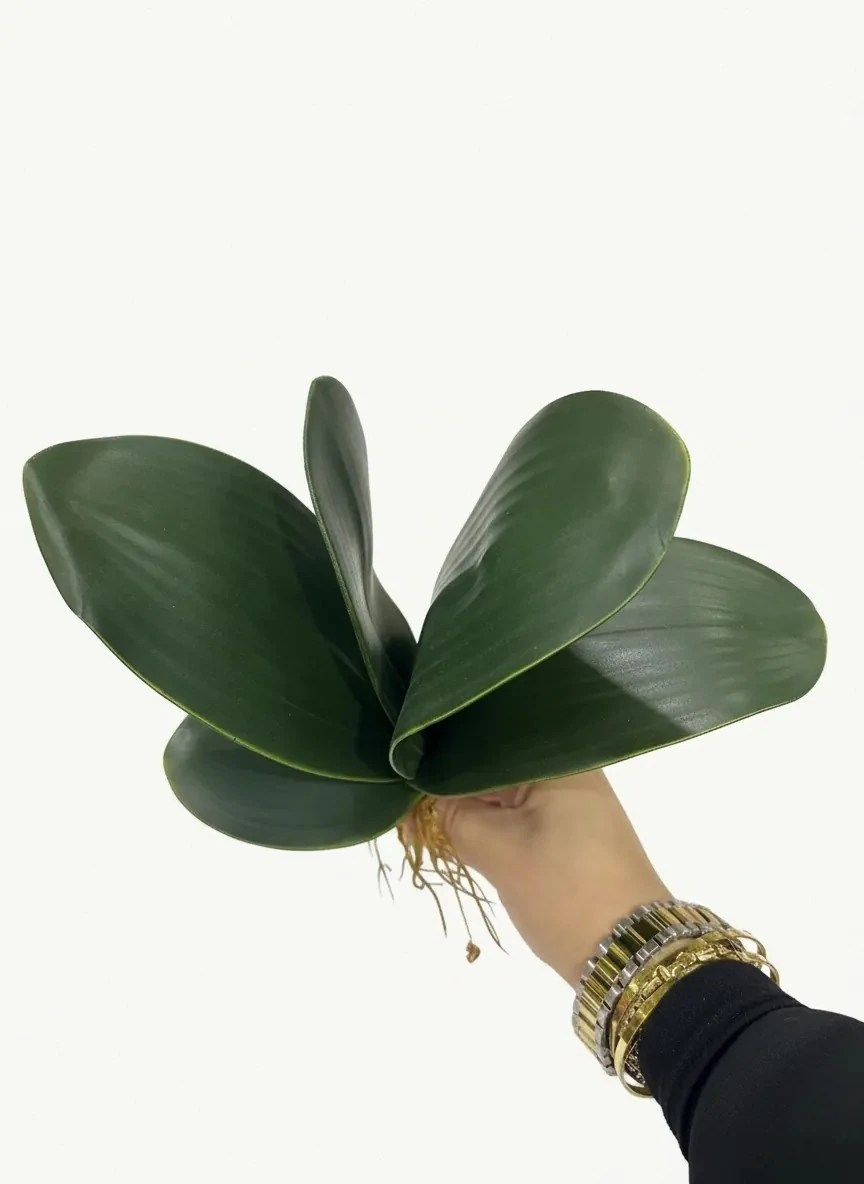 Yapay Kaliteli Orkide Yaprağı Yeşil