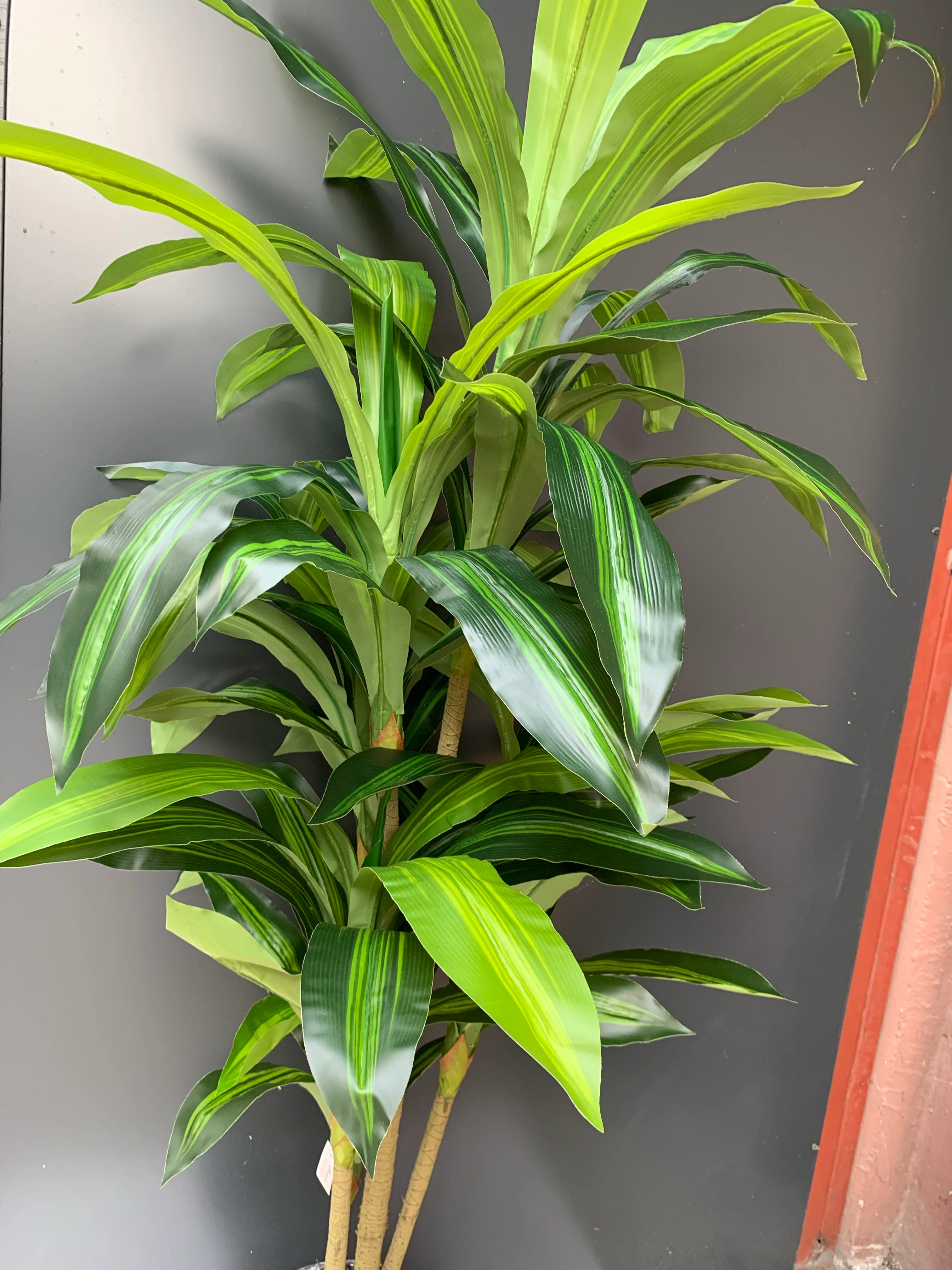 Yapay Drecana Ağacı Antrat Fiber Saksıda 180Cm 75 Yaparakl