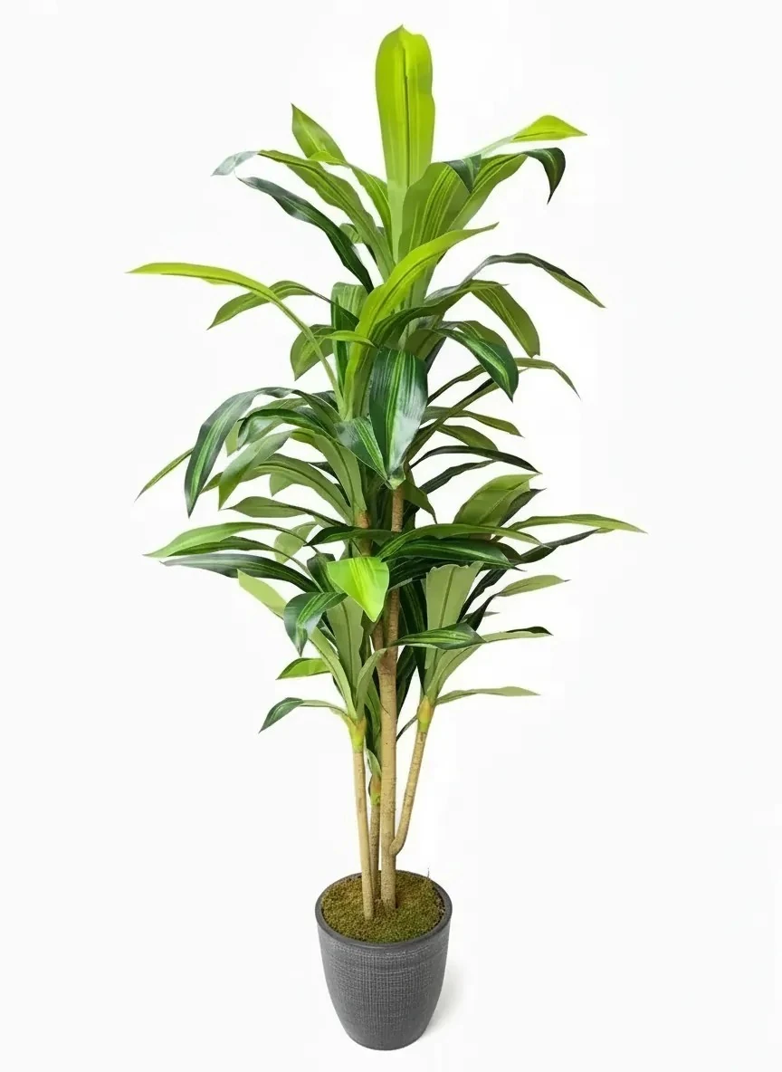 Yapay Drecana Ağacı Antrat Fiber Saksıda 180Cm 75 Yaparakl