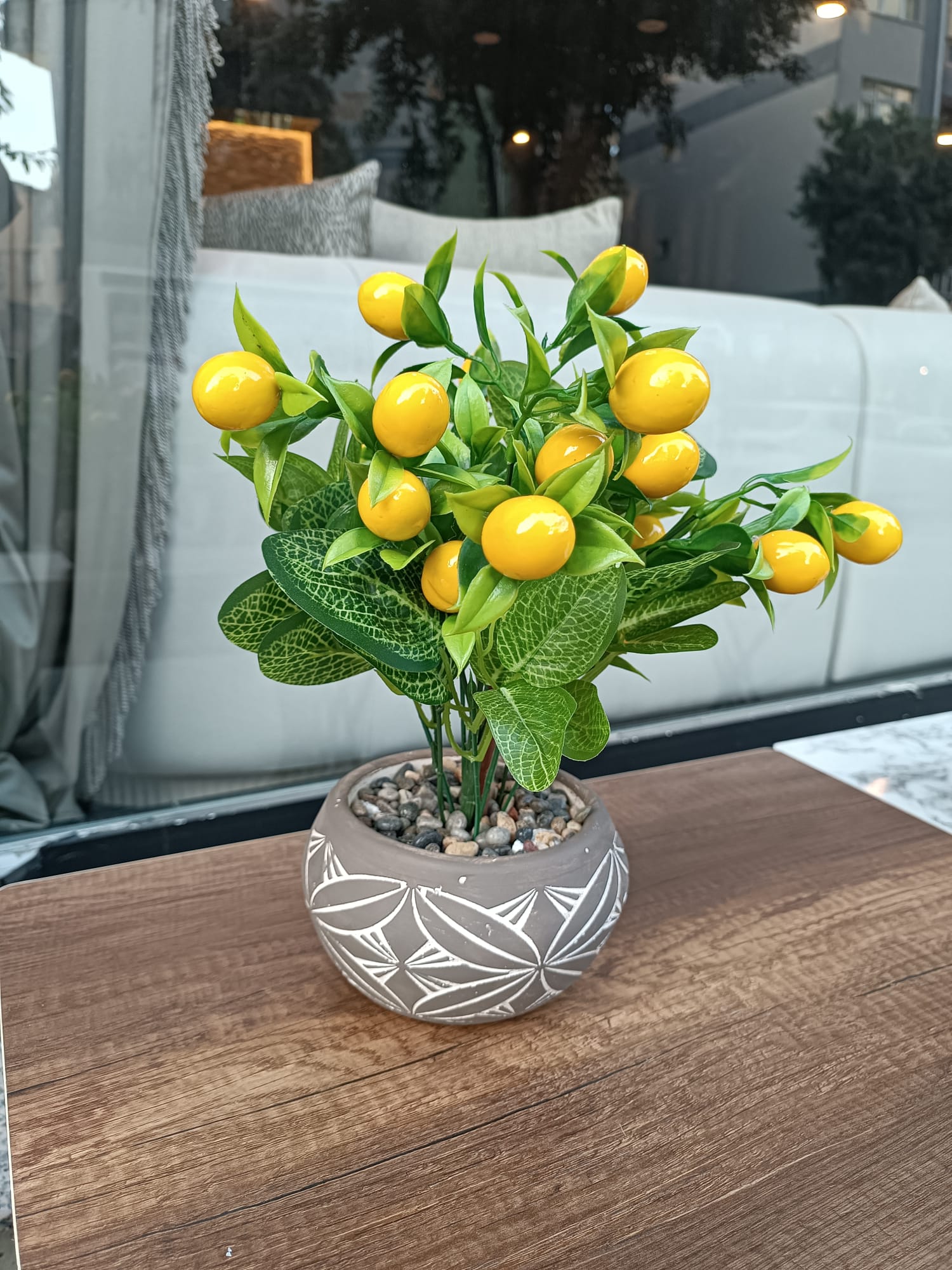 Saksıda Limon Çiçeği