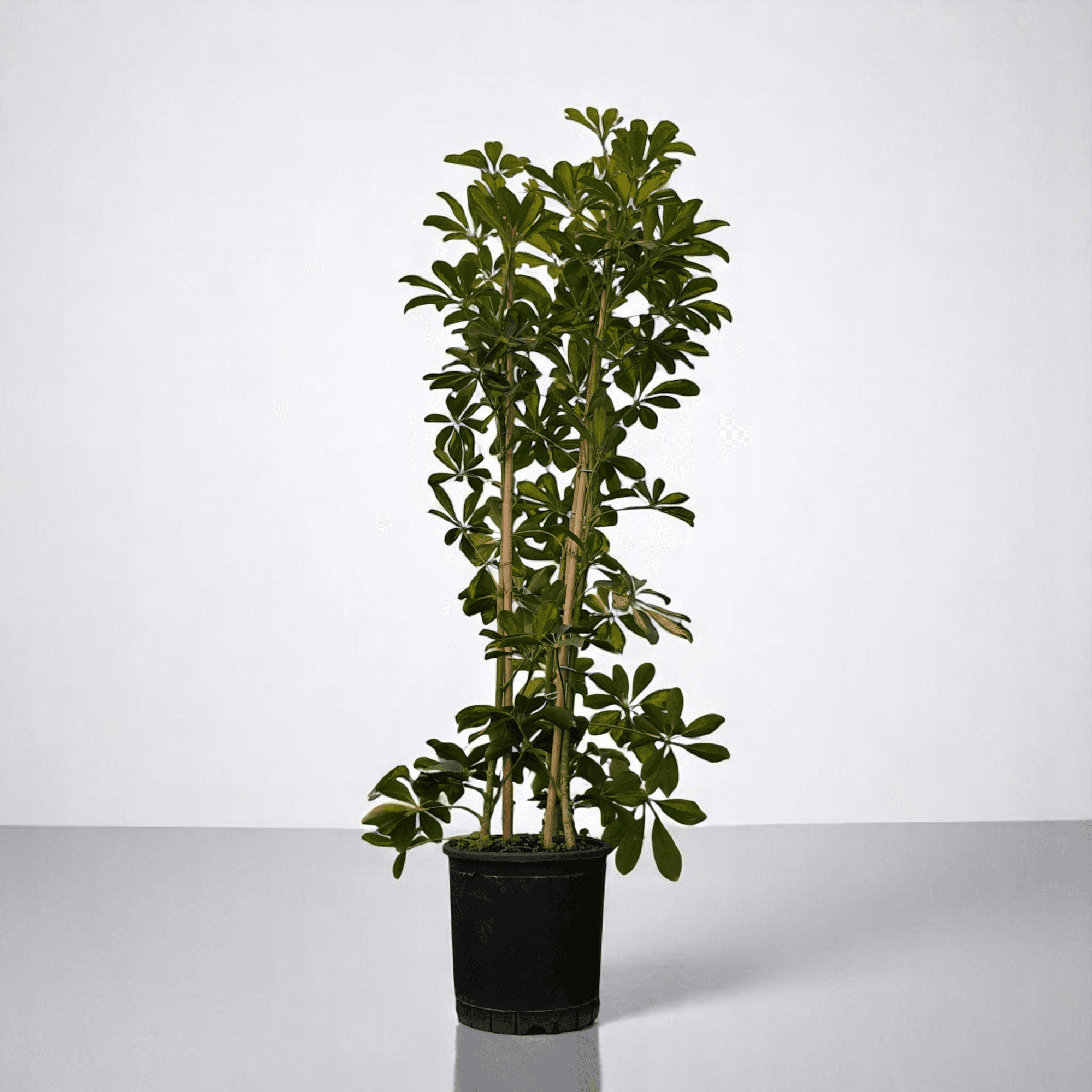 ŞEFLARA (Schefflera) Üç Kök (120-140cm)