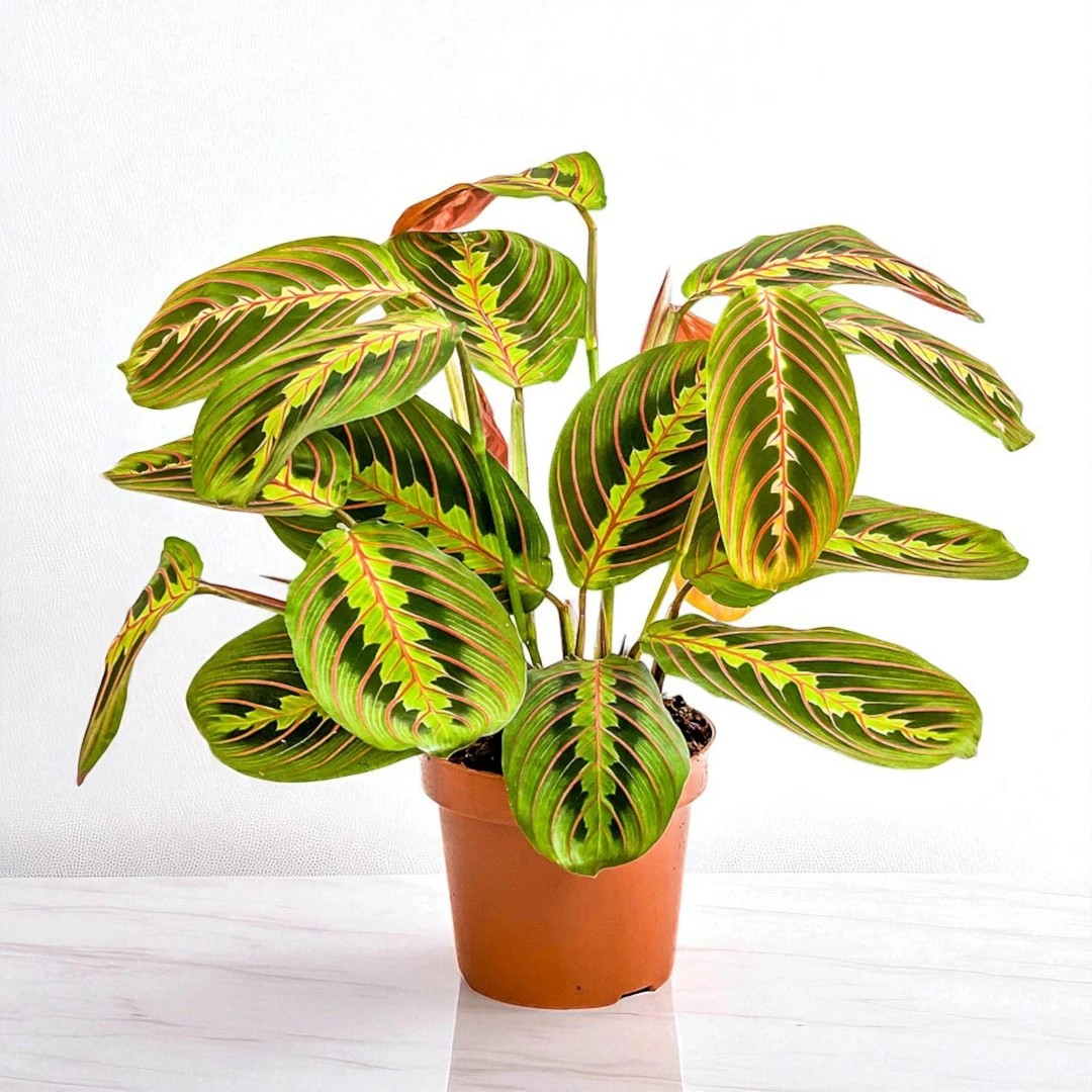 Dua Çiçeği Mini (Maranta Fascinator)