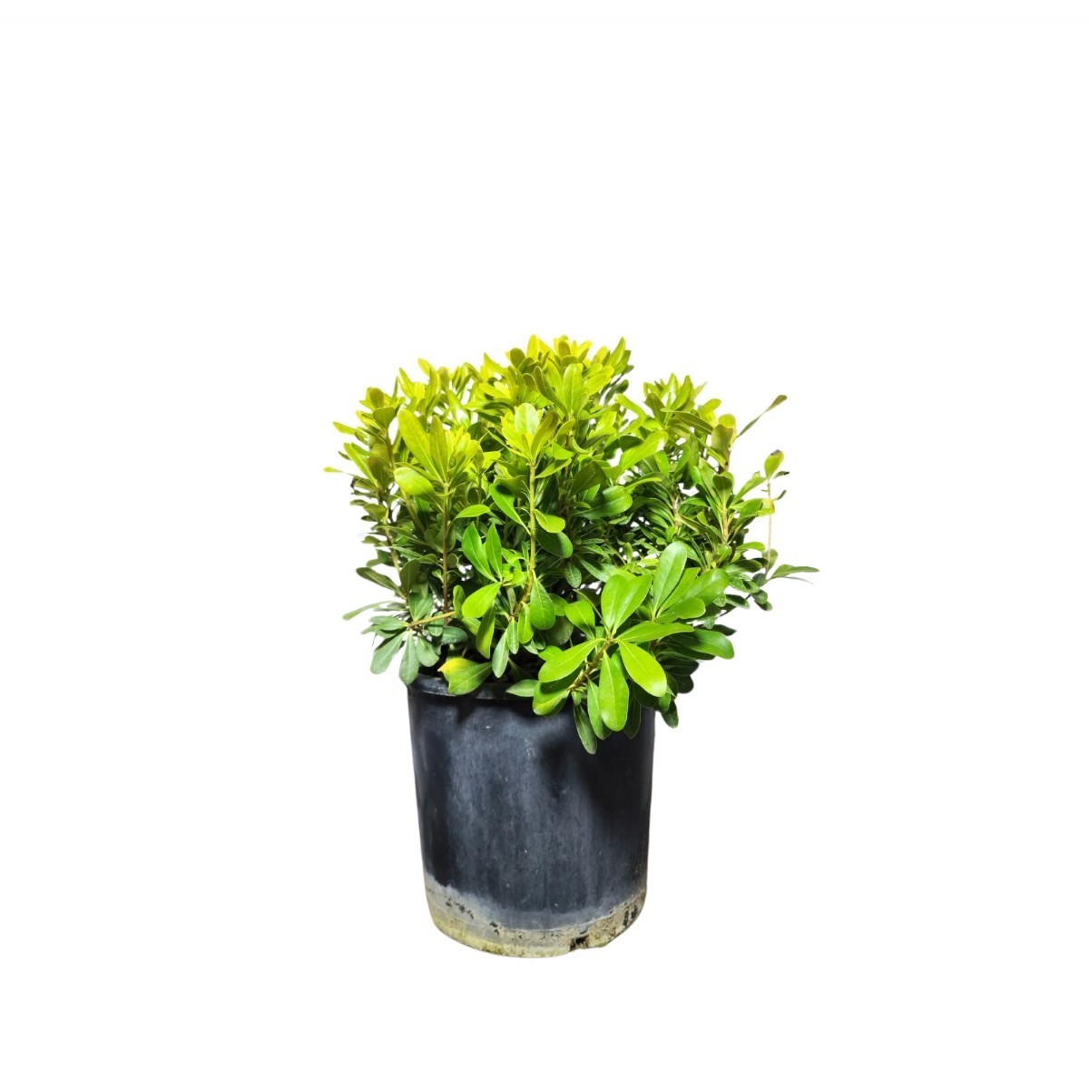 BODUR YILDIZ ÇALISI - PİTOS (Pittosporum Tobira Nana)