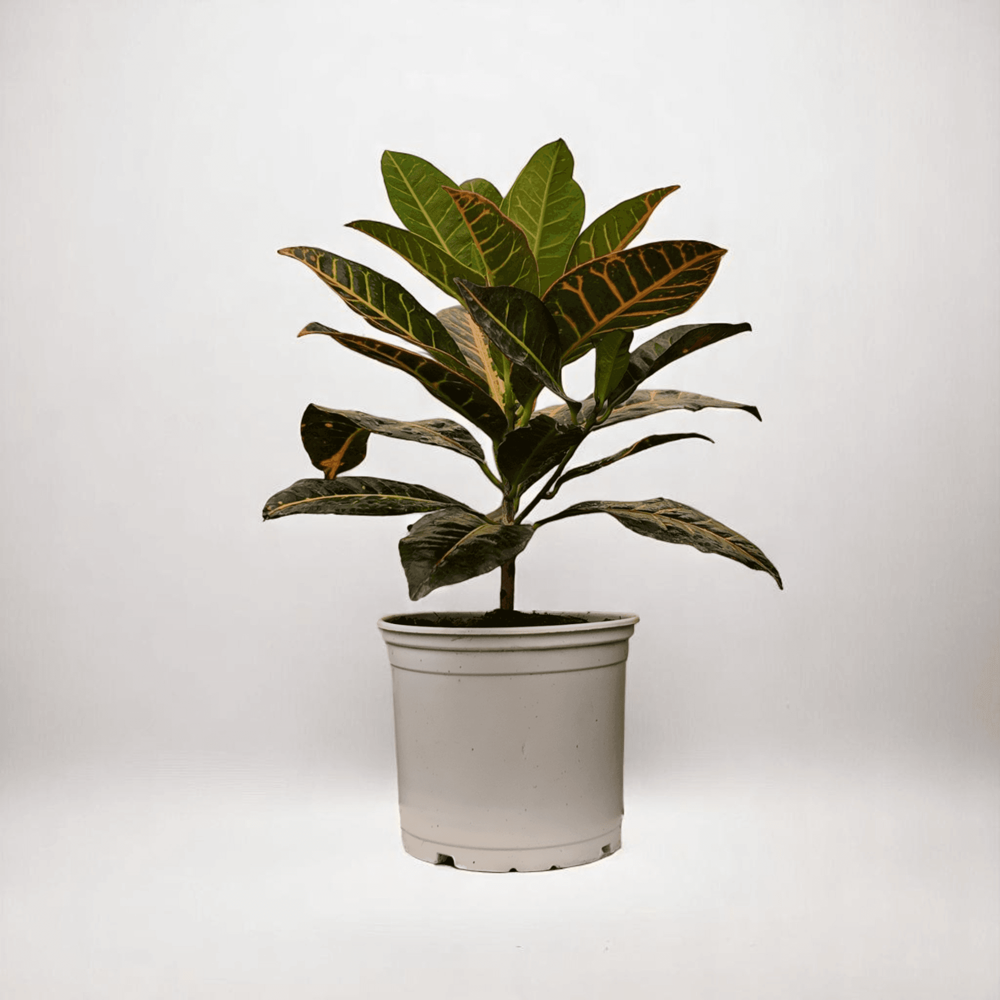 Kraton (Croton Petra) 30 - 50 CM