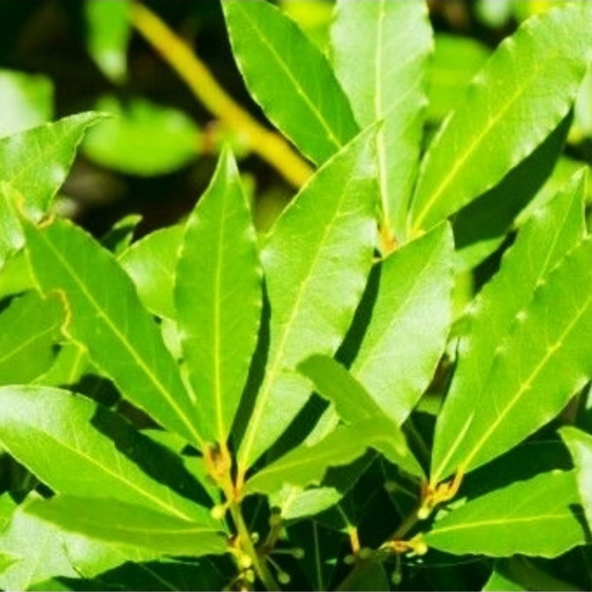 DEFNE (Laurus Nobilis)