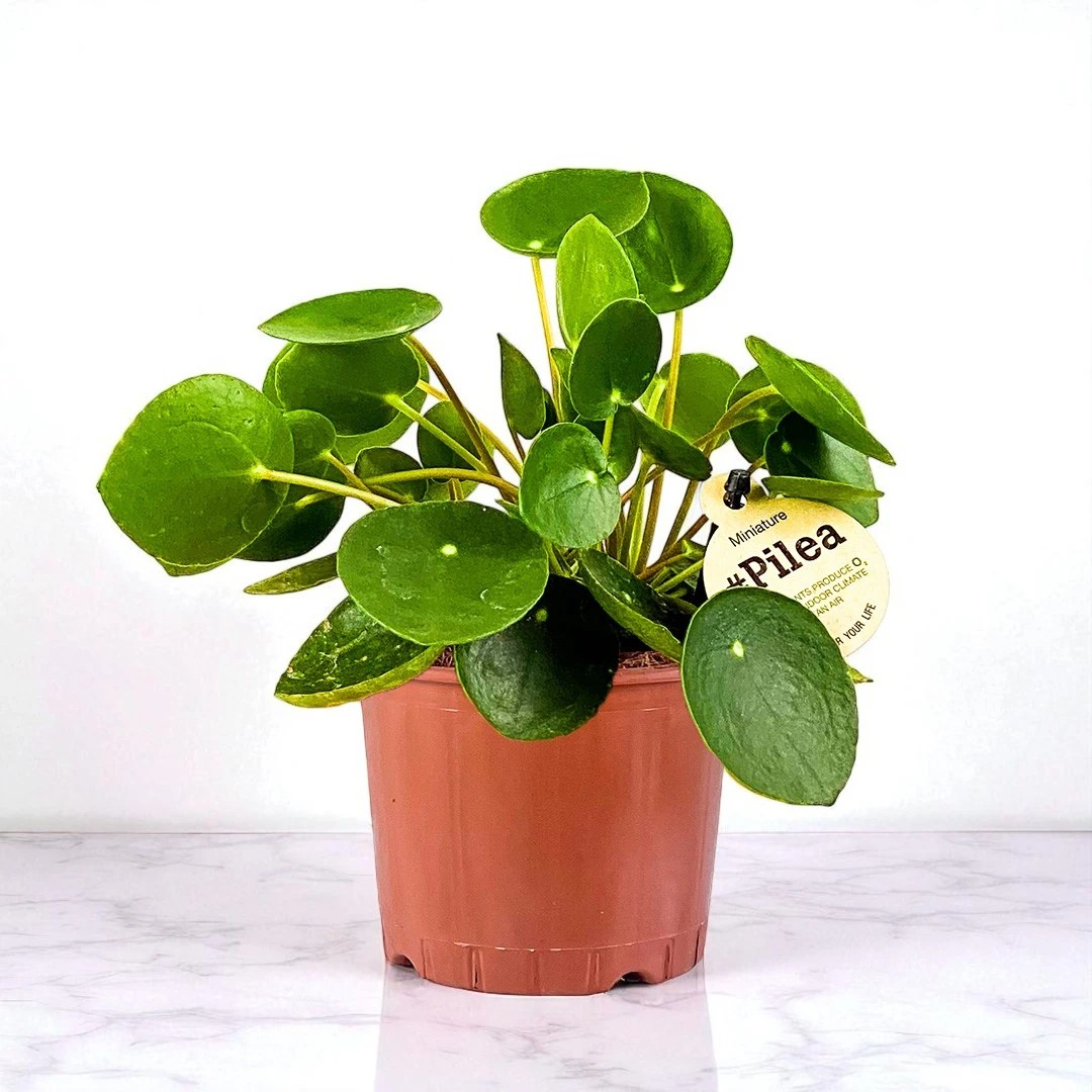Çin Para Çiçeği Mini ( Baby Pilea) 