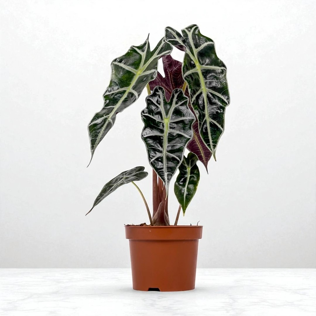 Fil Kulağı (Alocasia Polly) (30-50cm)