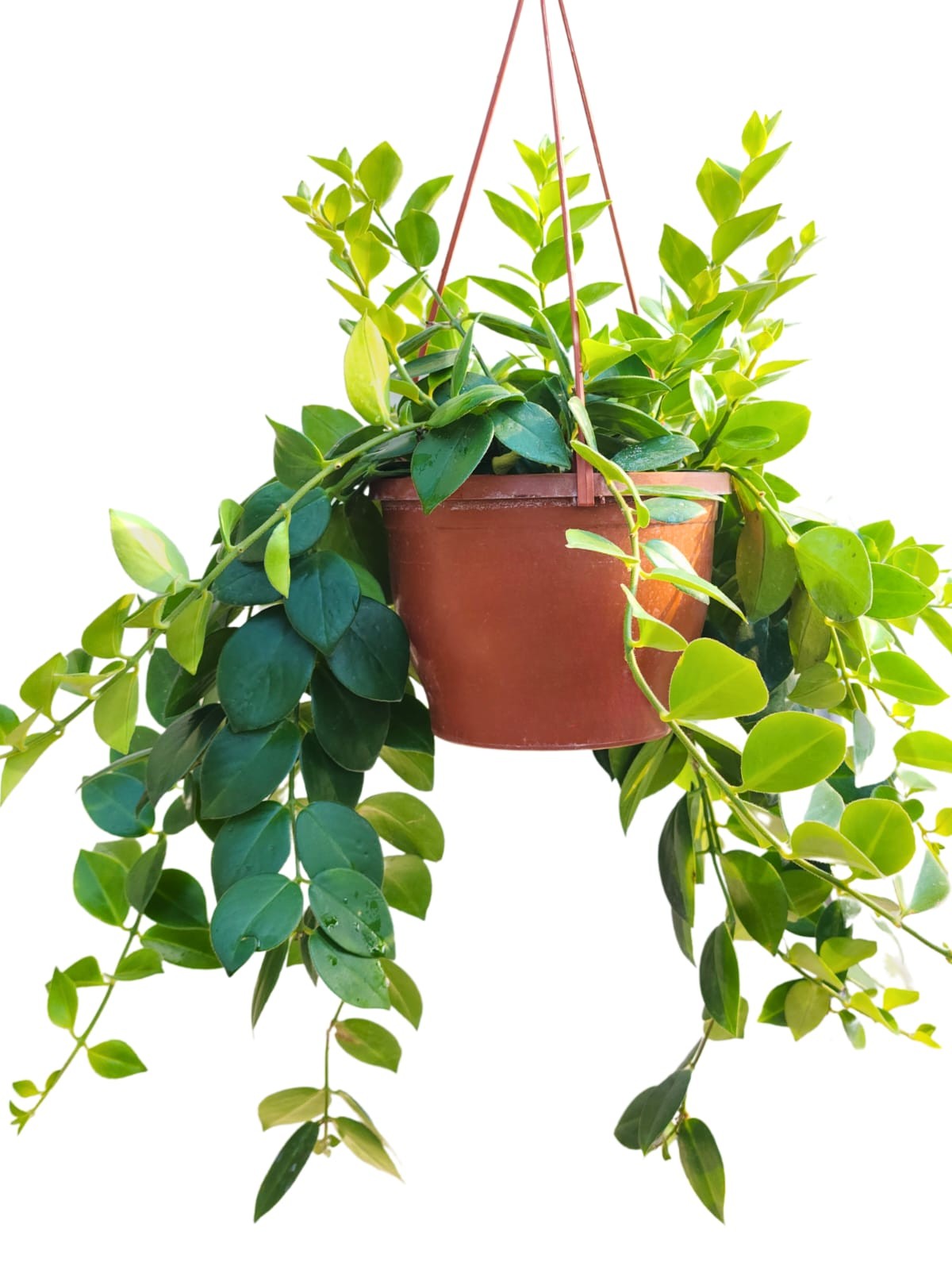 ASKILI RUJ ÇİÇEĞİ (Aeschynanthus) (40-60cm)