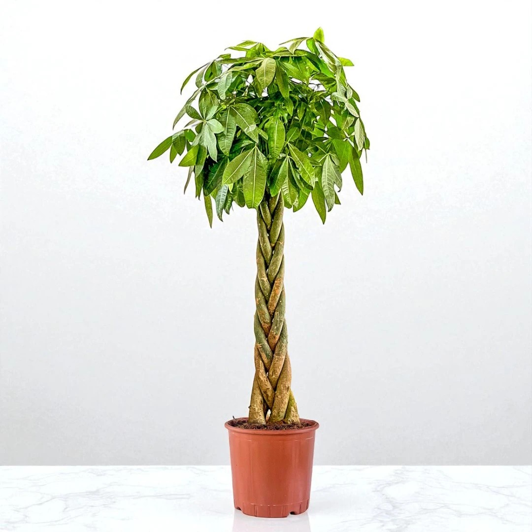 Örgülü Para Ağacı (Pachira Aquatica) (180-200cm)