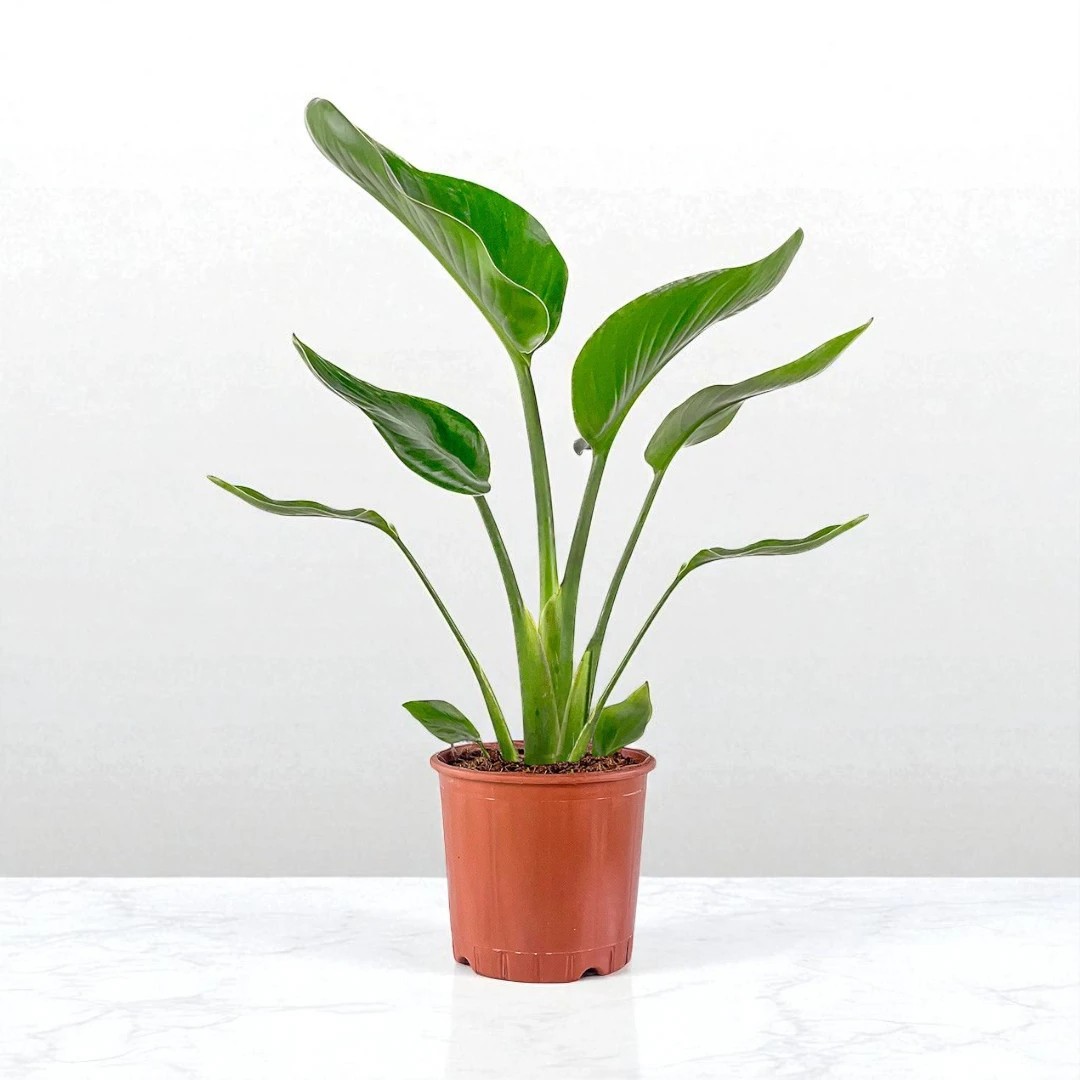 Starliçe (Strelitzia Nicolai) (40-60cm)