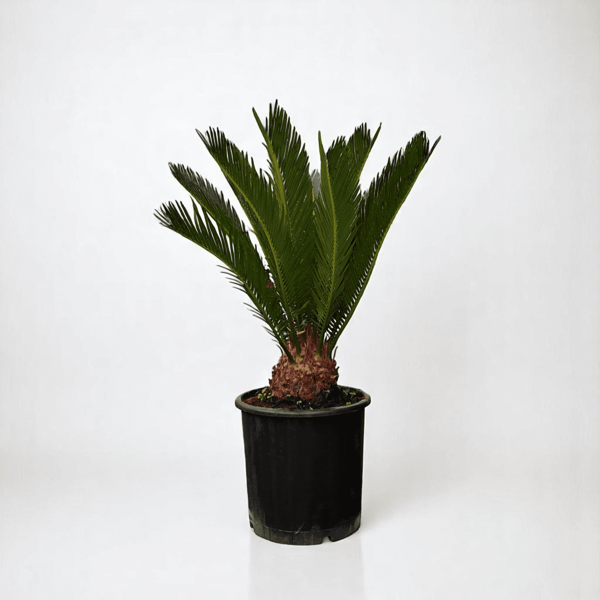 SİKAS -(Cycas Revoluta) (70-90cm)