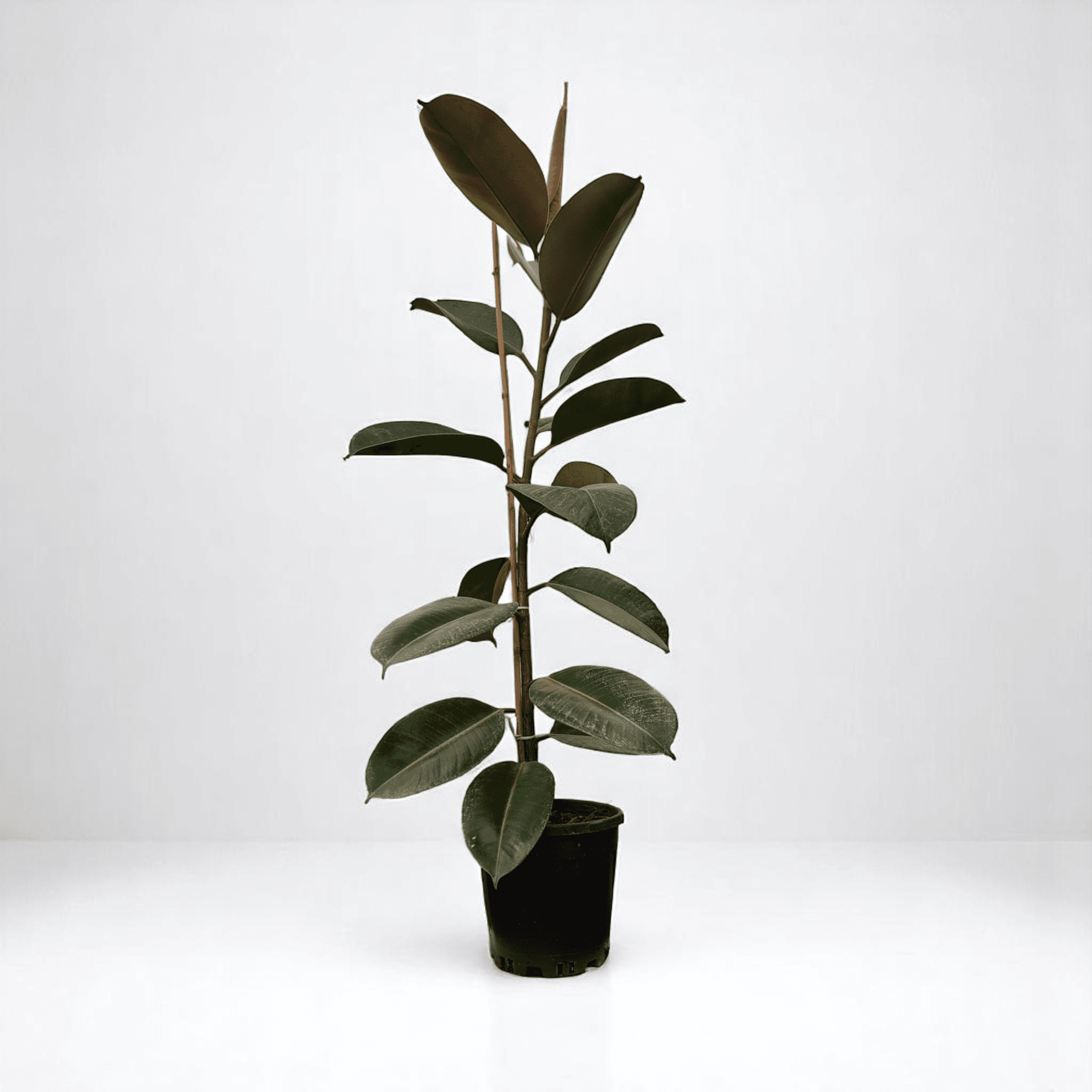 KAUÇUK BİTKİSİ (Ficus Elastica) TEK KÖK (90-110cm)