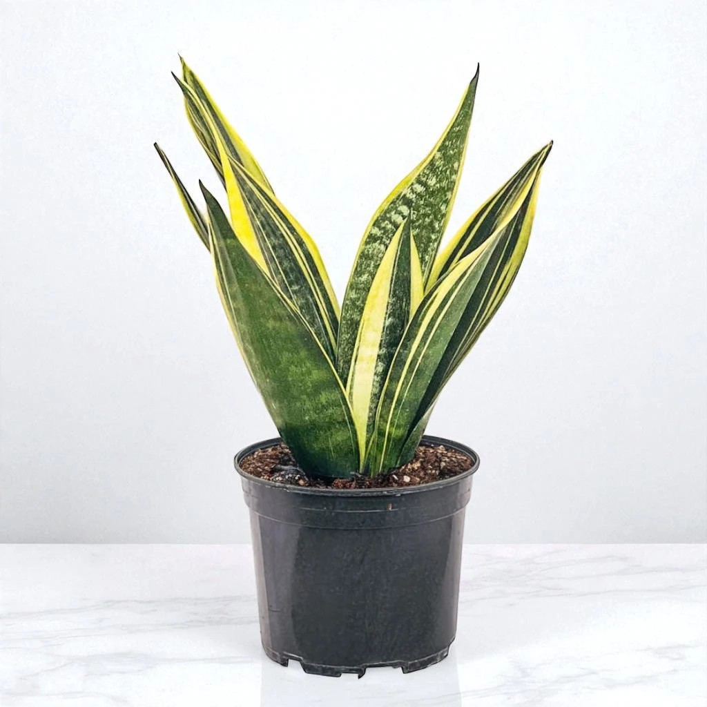 Paşa Kılıcı (Sansevieria Gold Flame) (30-40cm)