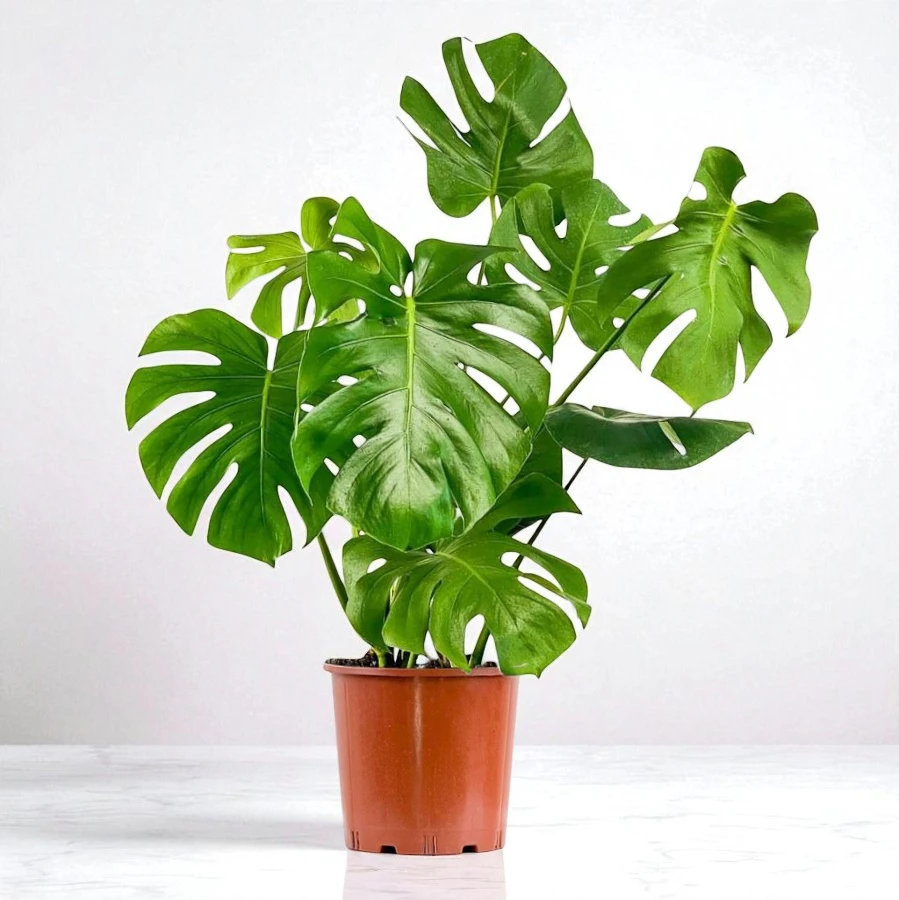 DEVE TABANI (Monstera Deliciosa) (60-80cm)