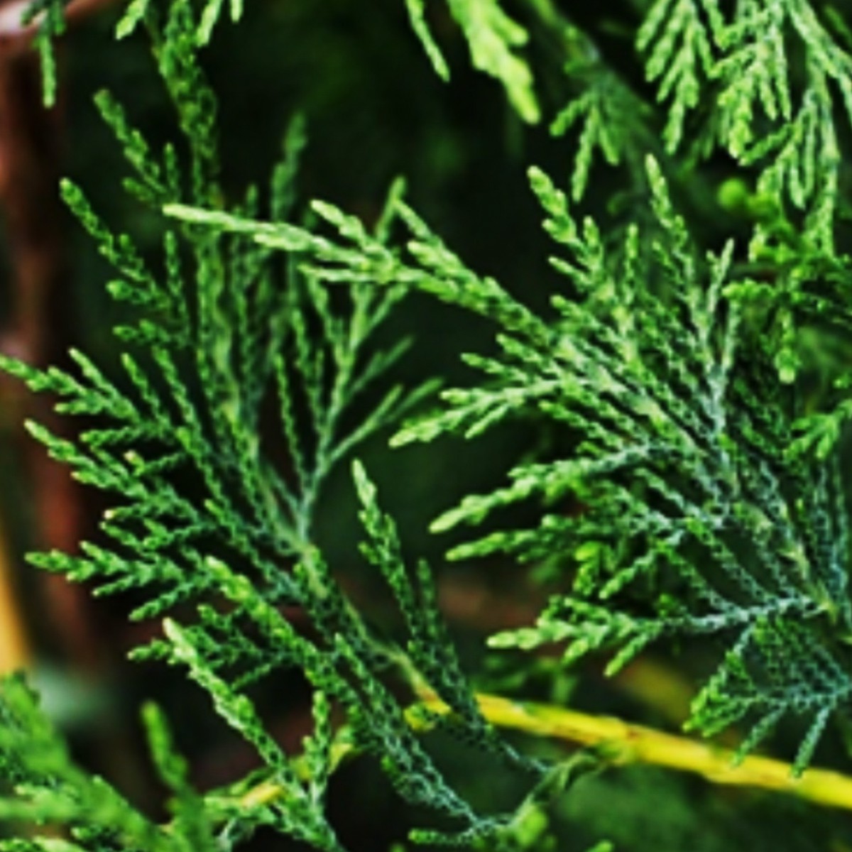 LEYLANDİ FİDANI 100 Cm (Cupressocyparis leylandii)