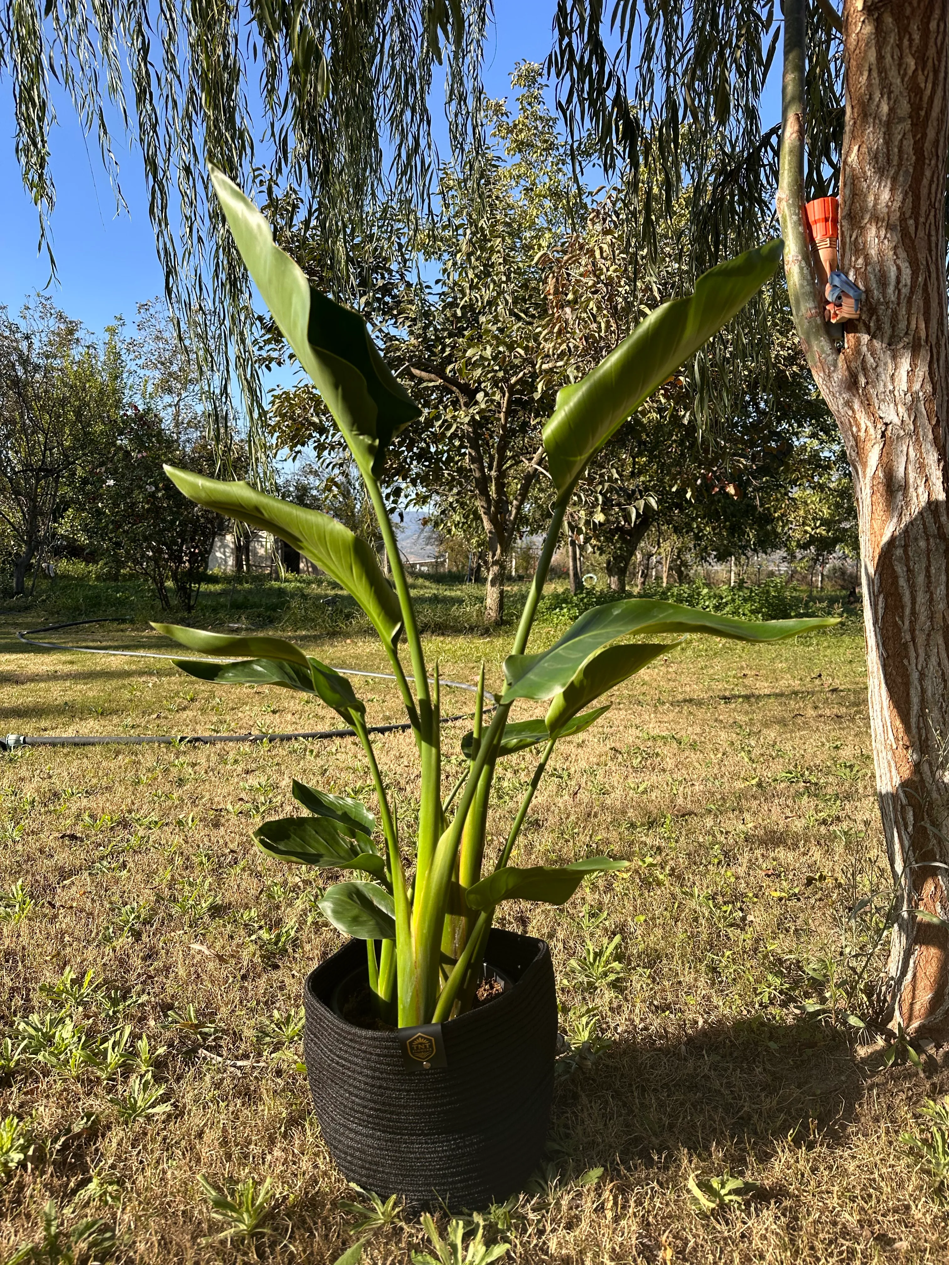 Stsrliçe 3 kök 100-120 cm