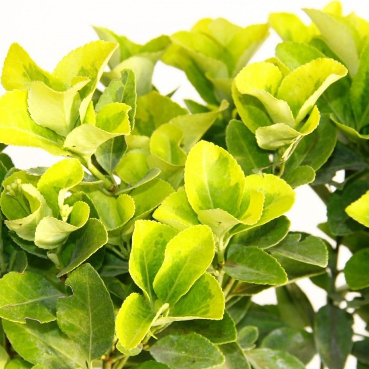 ALTUNİ TAFLAN (Euonymus Japonica Aurea)