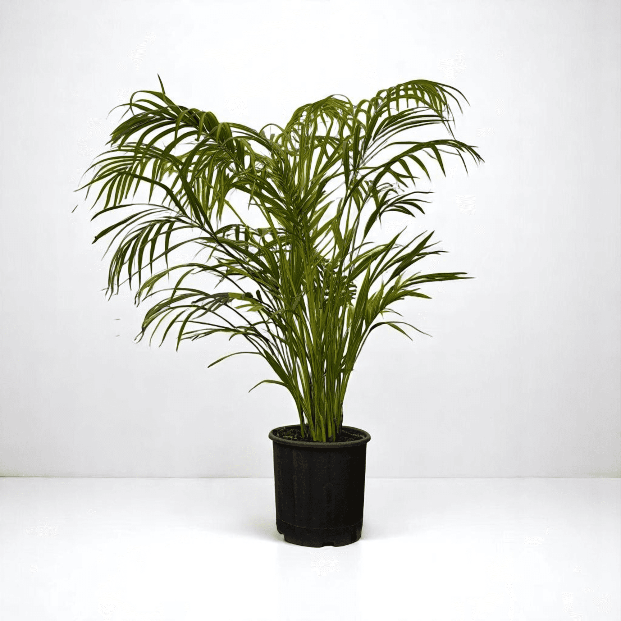 AREKA PALMİYESİ (Dypsis Lutescens) (130-150cm)
