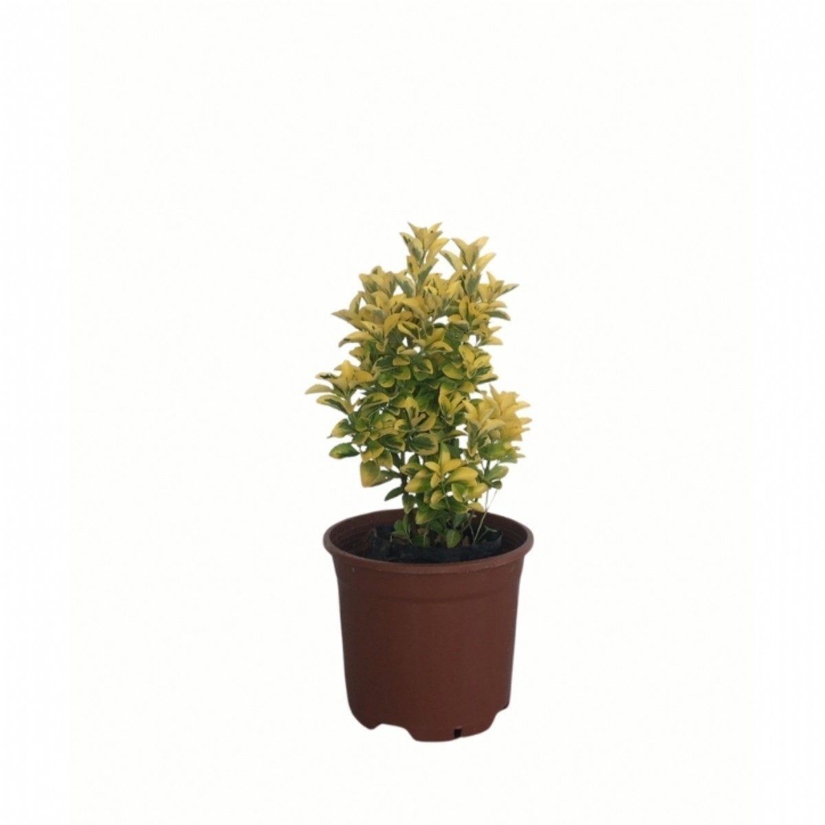 ALTUNİ TAFLAN (Euonymus Japonica Aurea)