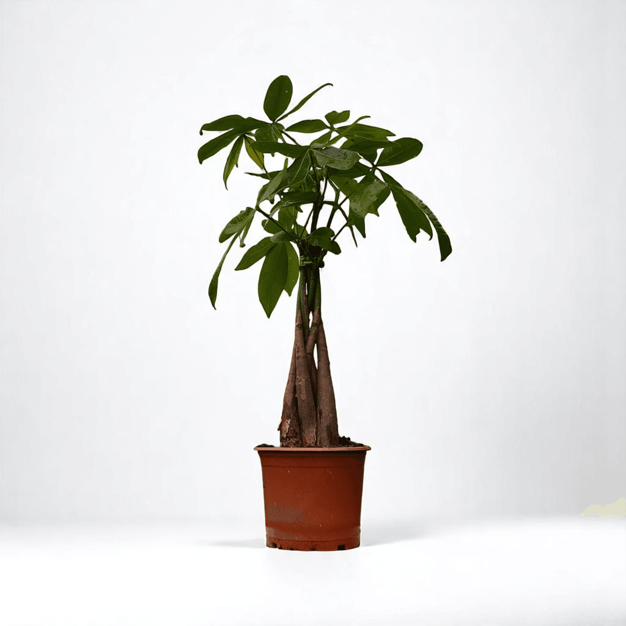 ÖRGÜLÜ PARA AĞACI (Pachira Aquatica) (50-70cm)