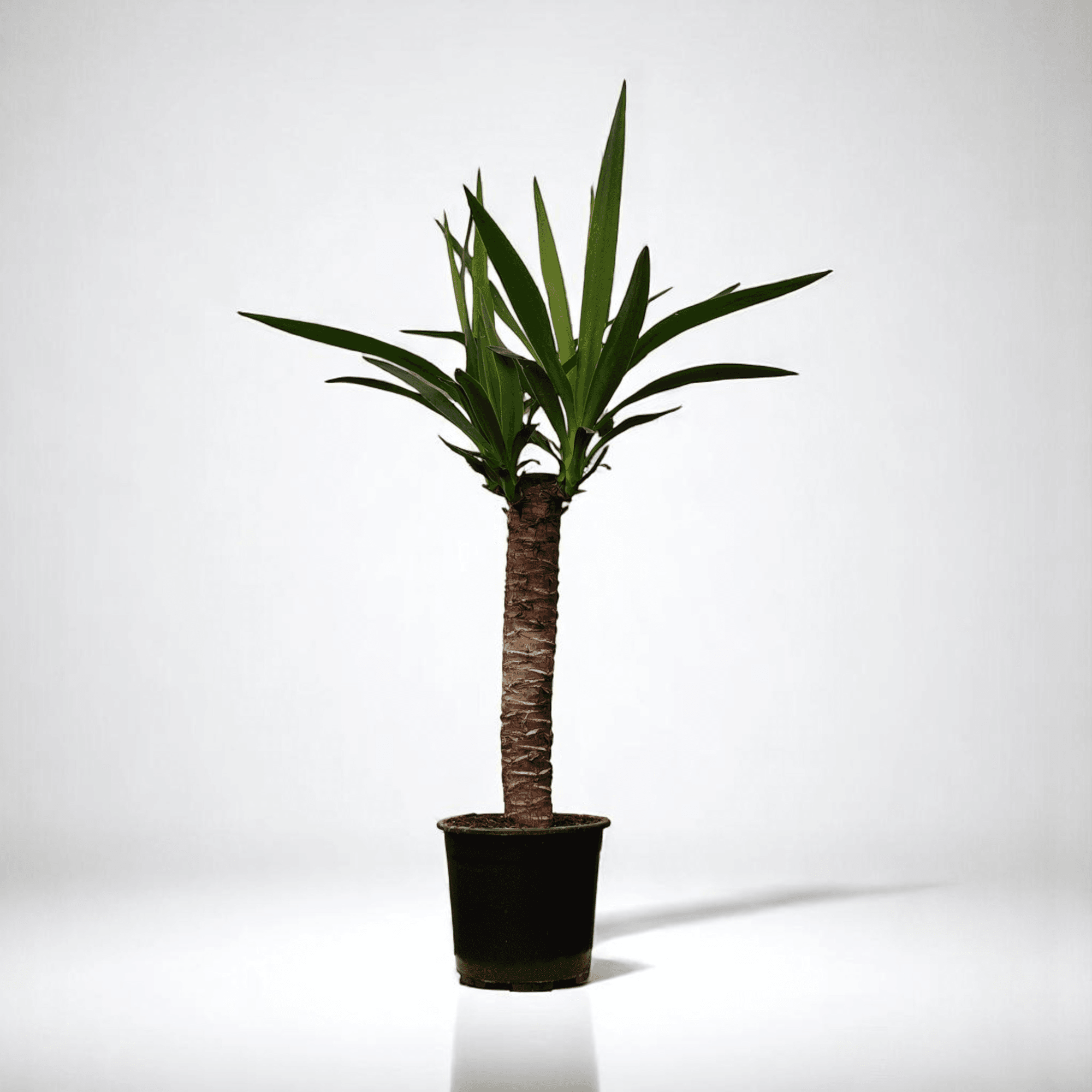 YUKA BİTKİSİ Tek Gövdeli (40-60cm)