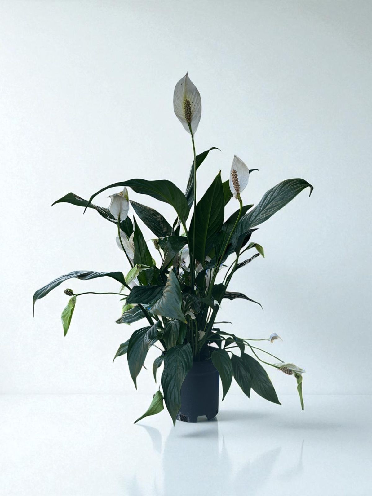 BARIŞ ÇİÇEĞİ (Spathiphyllum) (60-80cm)
