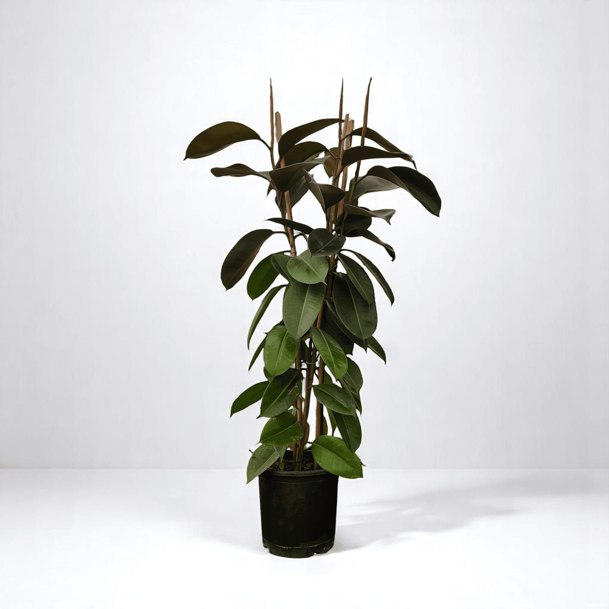 KAUÇUK BİTKİSİ (Ficus Elastica) 3 KÖK (120-140cm)