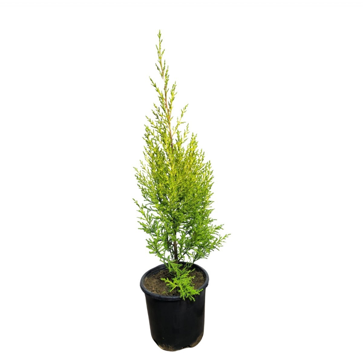 LİMON SERVİ (Cupressus Macrocarpa Goldcrest) 100cm