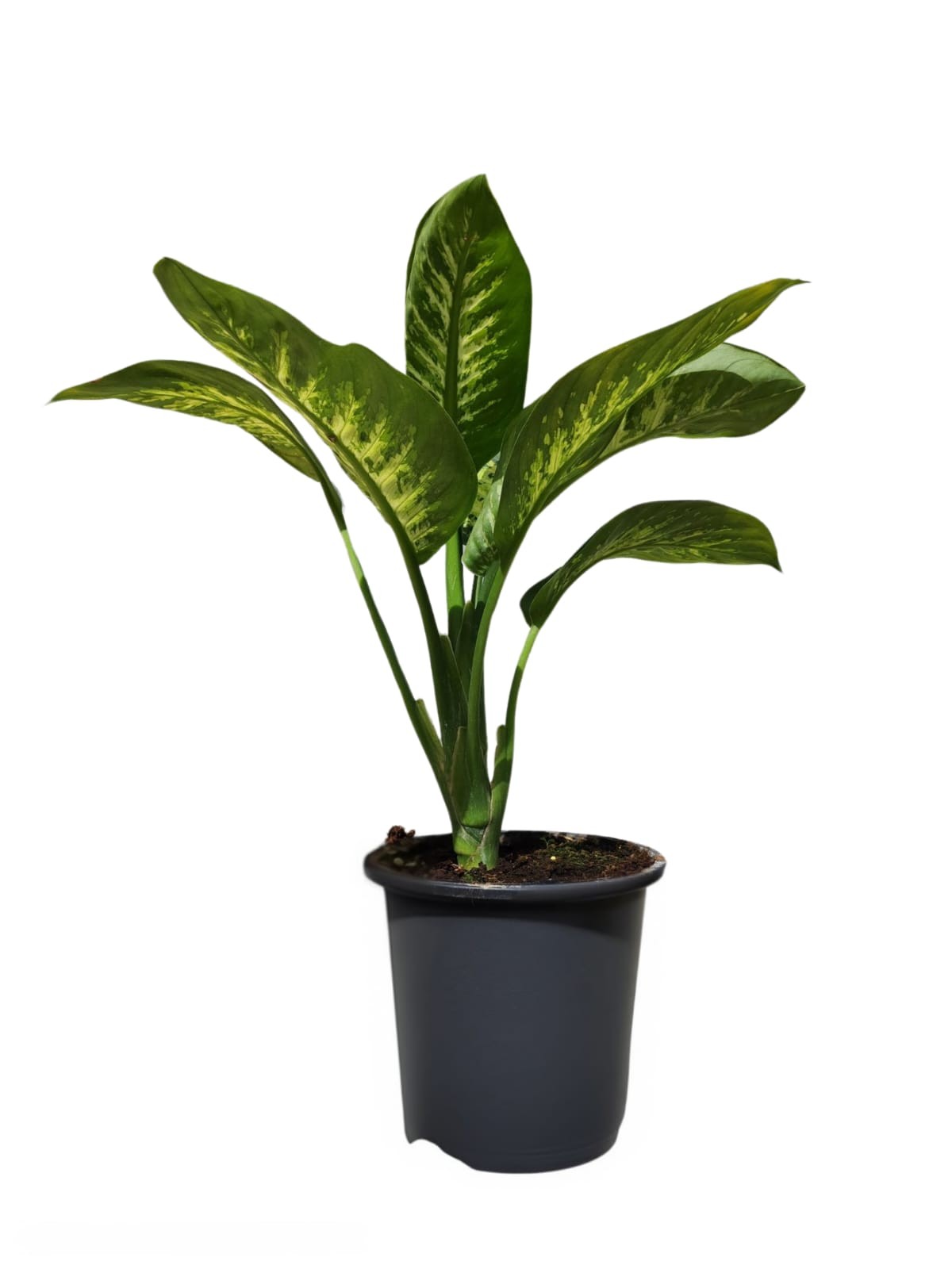 DİFENBAHYA (Dieffenbachia Compacta) (60-80cm)