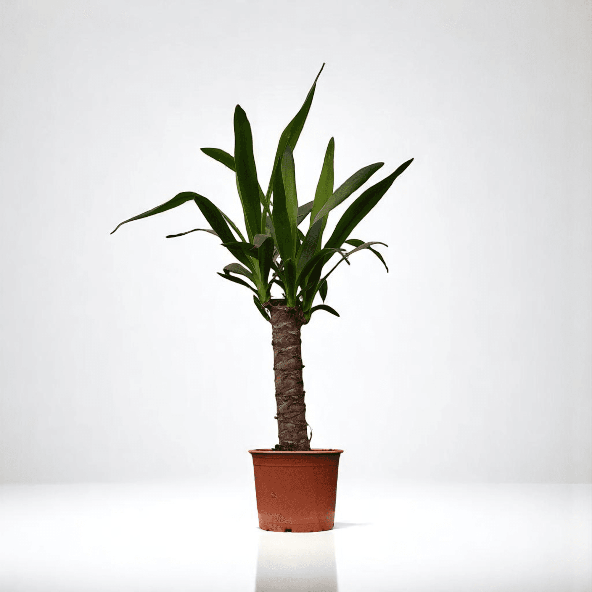 YUKA BİTKİSİ (Yucca Massengena) TEK Gövdeli (70-90)