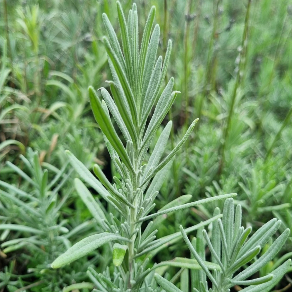 Lavanta (Lavandula Angustifolia)