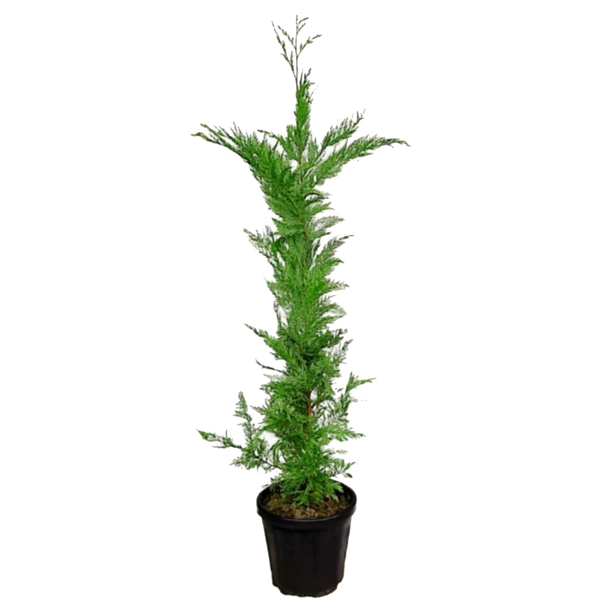 LEYLANDİ FİDANI 100 Cm (Cupressocyparis leylandii)