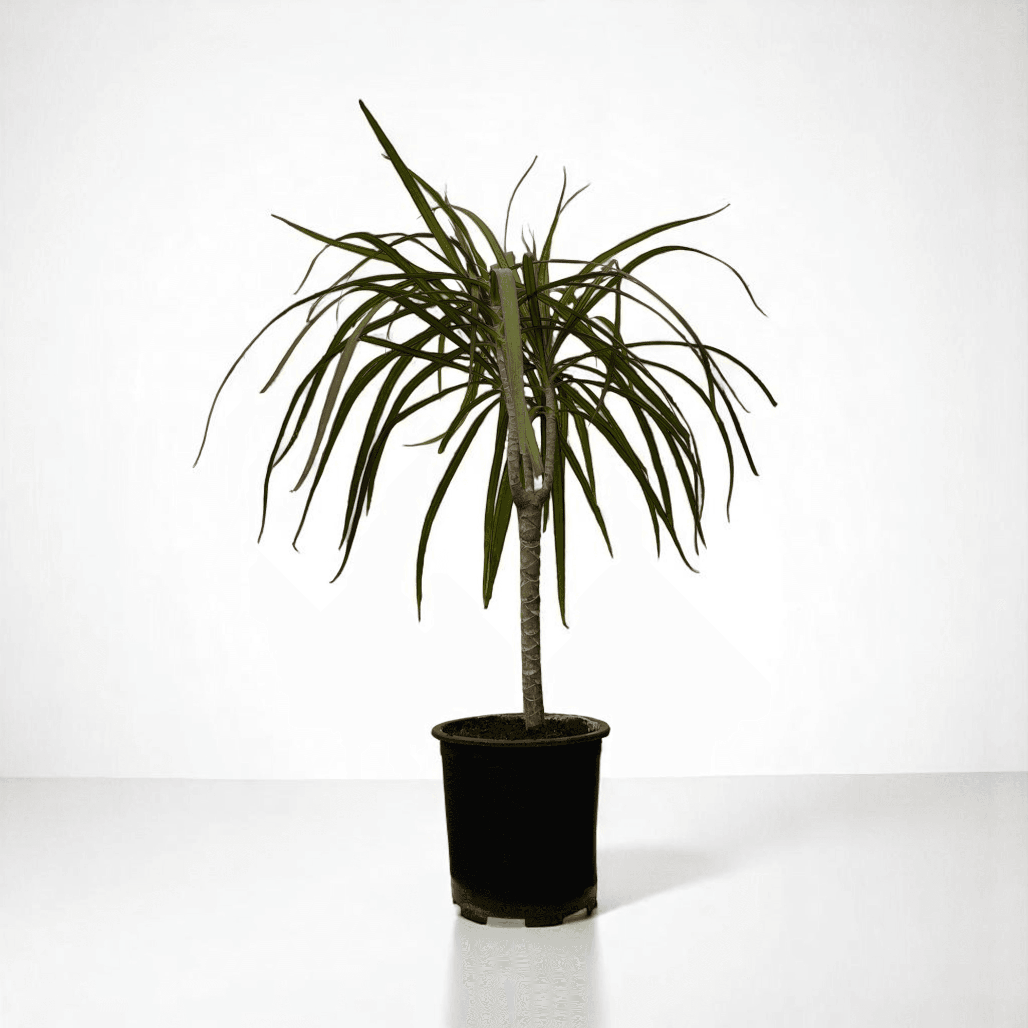 Dracaena Marginata - Tek Gövdeli (110-130cm)