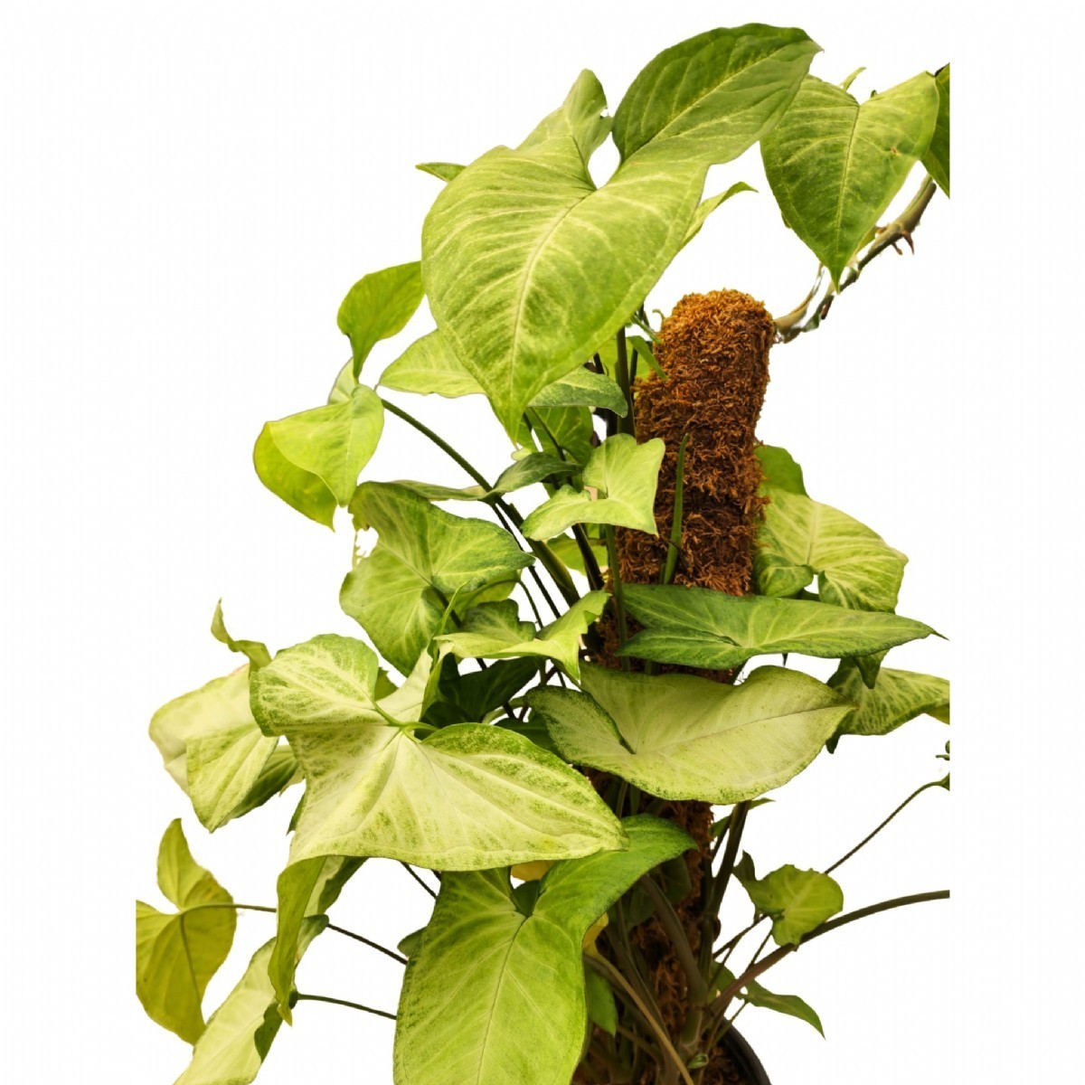 MELEK KANADI (Syngonium) (70-90cm)