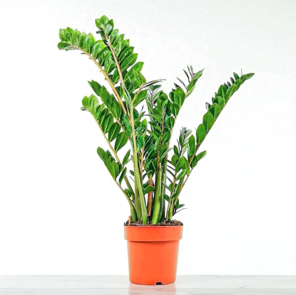 Zamia (Zamioculcas Zamiifolia) (80-100cm)