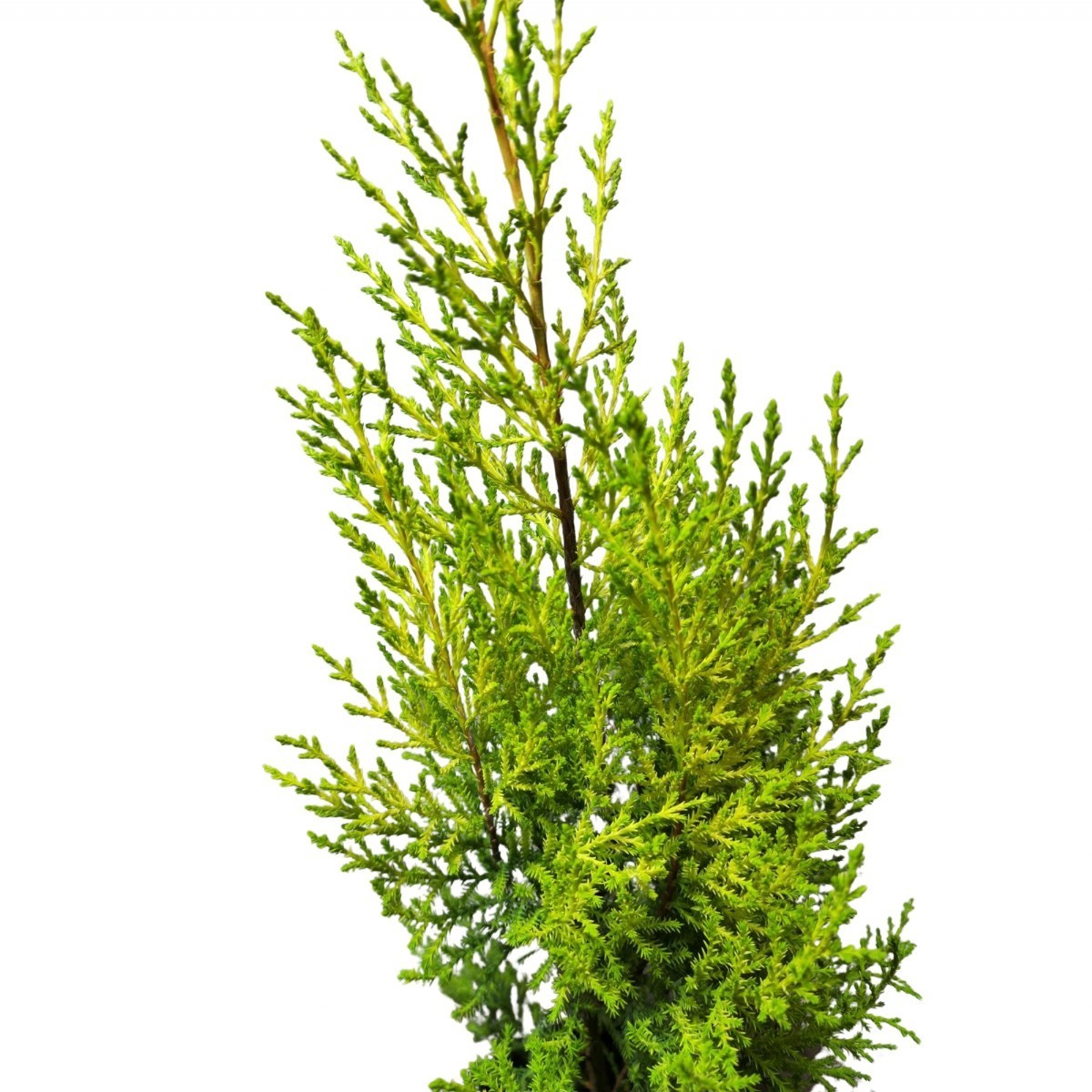 LİMON SERVİ (Cupressus Macrocarpa Goldcrest) 100cm