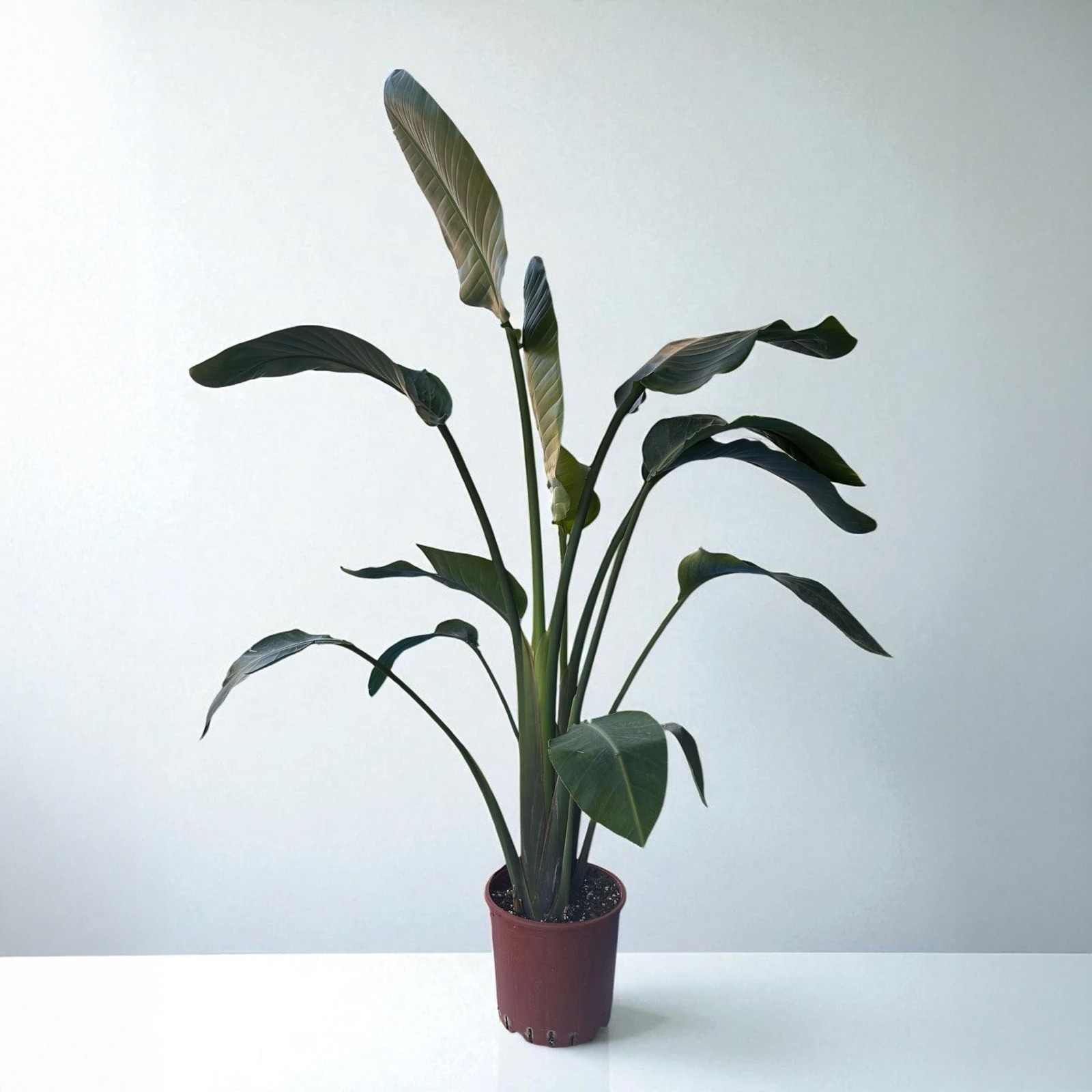 STARLİÇE (Strelitzia Nicolai) İKİ KÖK (120-140cm)