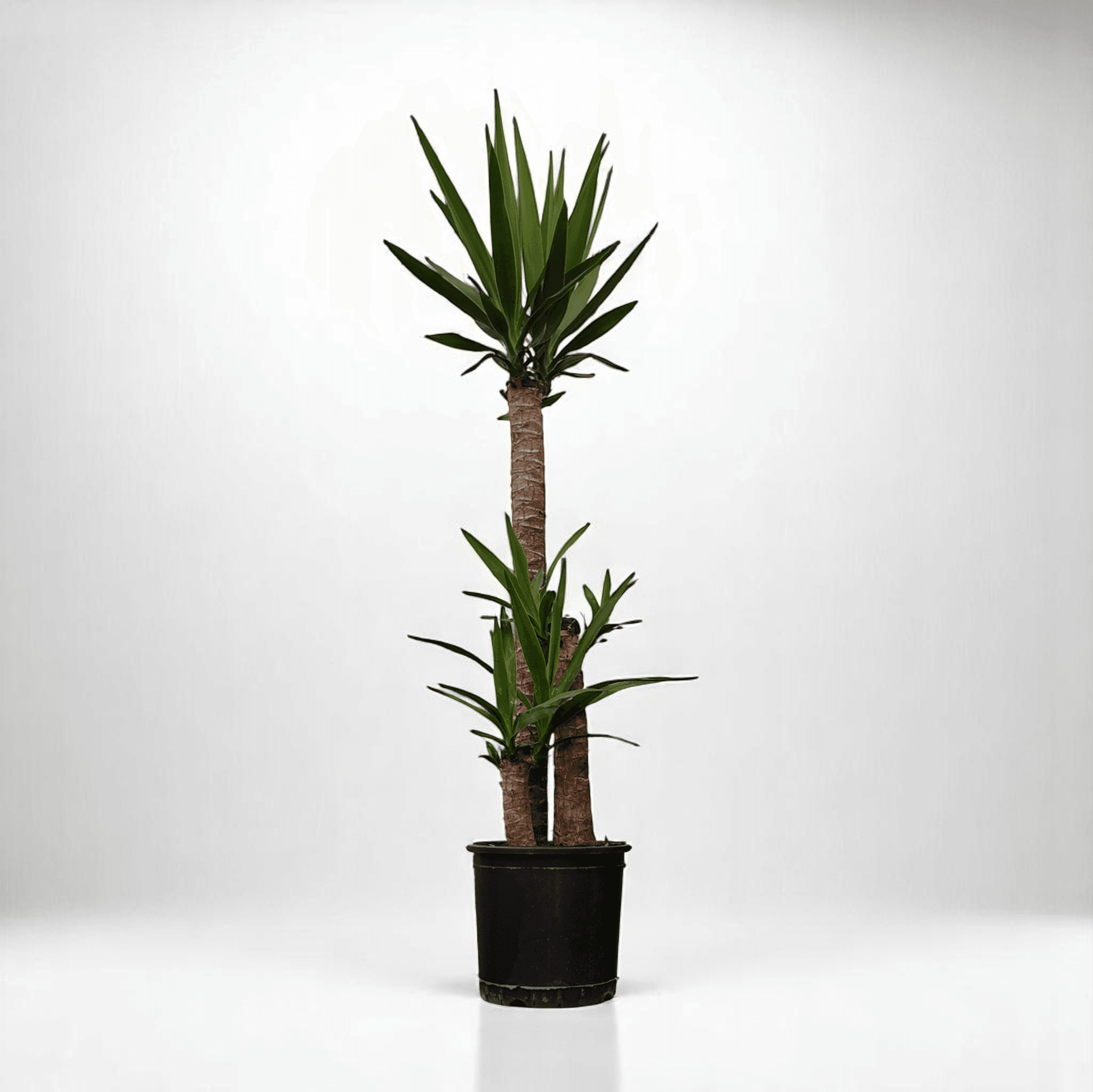 YUKA BİTKİSİ 3 Gövdeli (120-140cm)