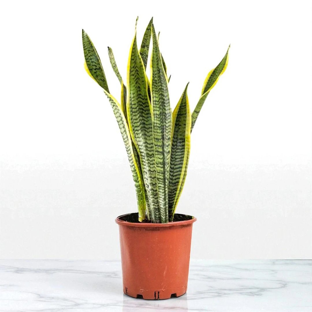 Paşa Kılıcı (Sansevieria Laurentii) (80-100)