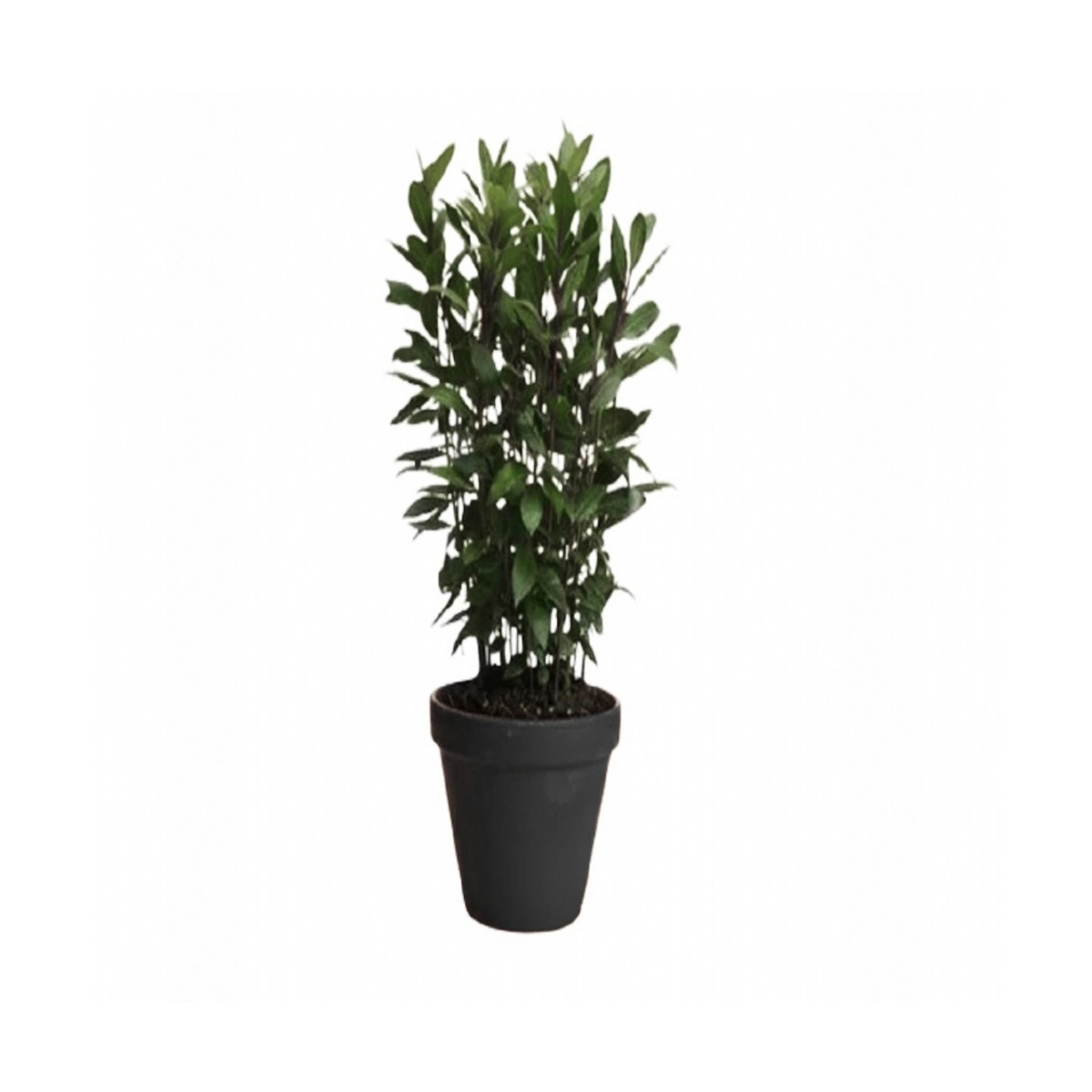 DEFNE (Laurus Nobilis)