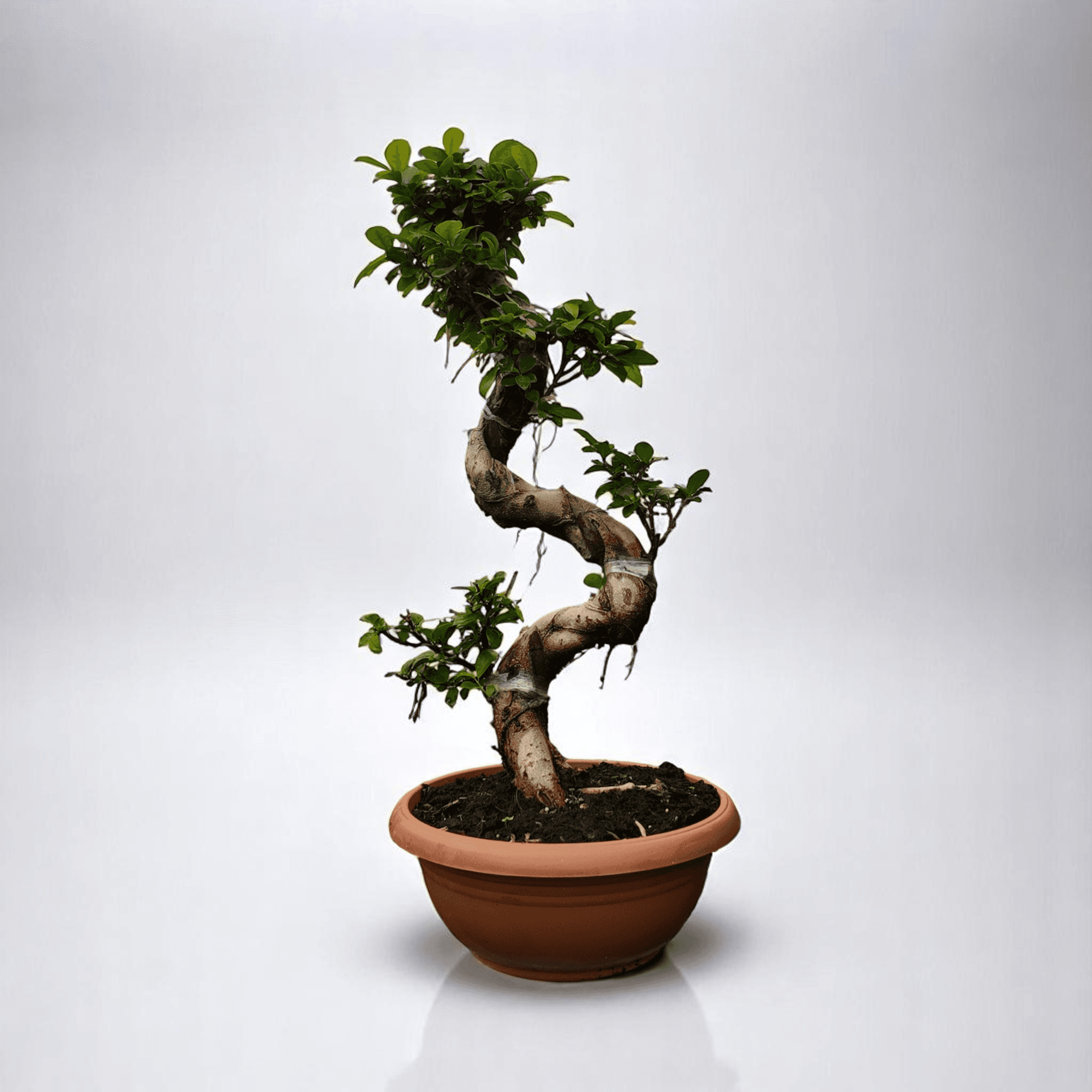 BONSAİ (Ficus Ginseng) (110-130cm)