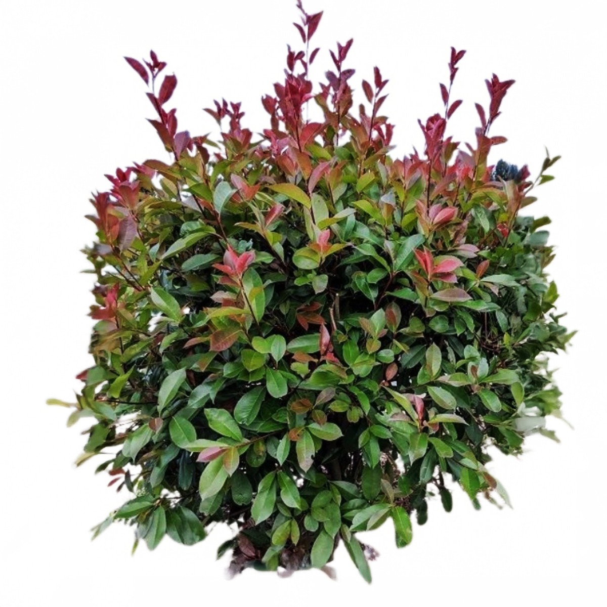ALEV ÇALISI (Photinia Red Robin)