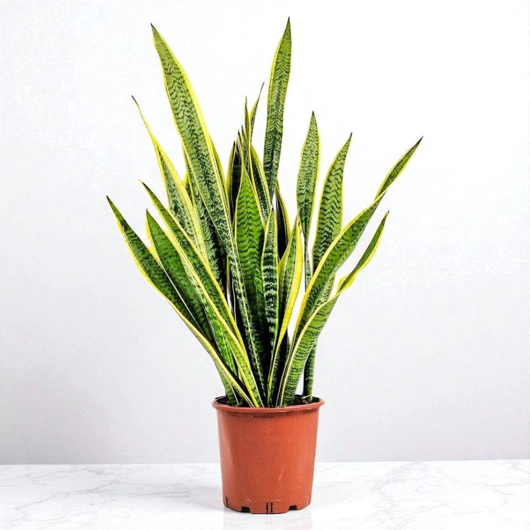 Paşa Kılıcı (Sansevieria Laurentii) (100-120cm)