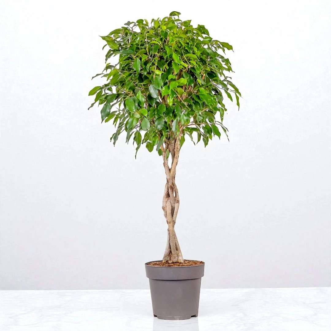 Örgülü Benjamin (Ficus Benjamina Danielle) (100-120 cm)