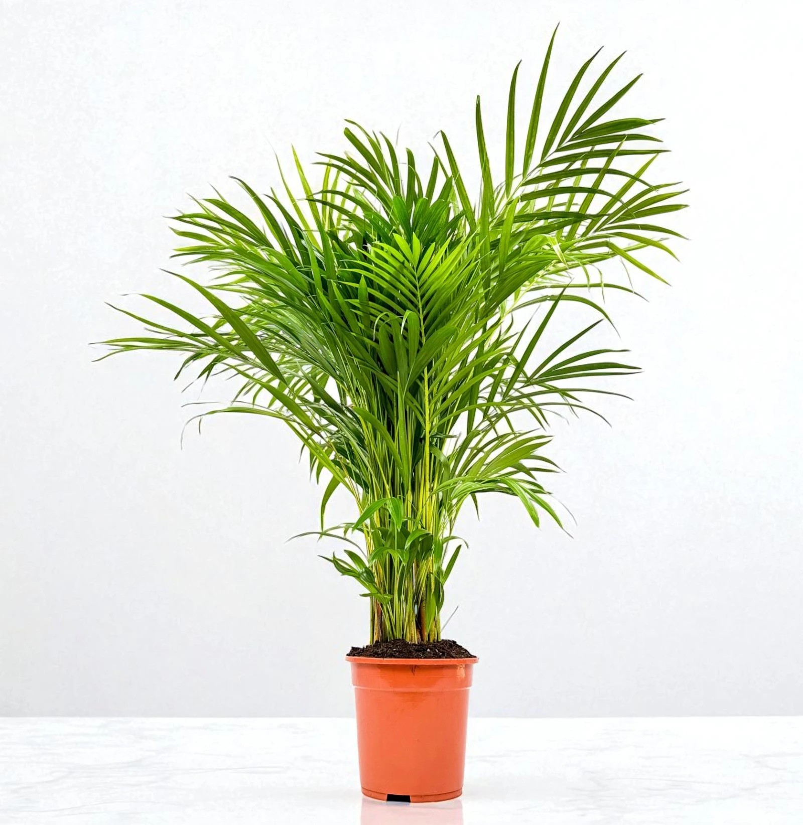 Areka Palmiyesi (Dypsis Lutescens) (80-100cm)
